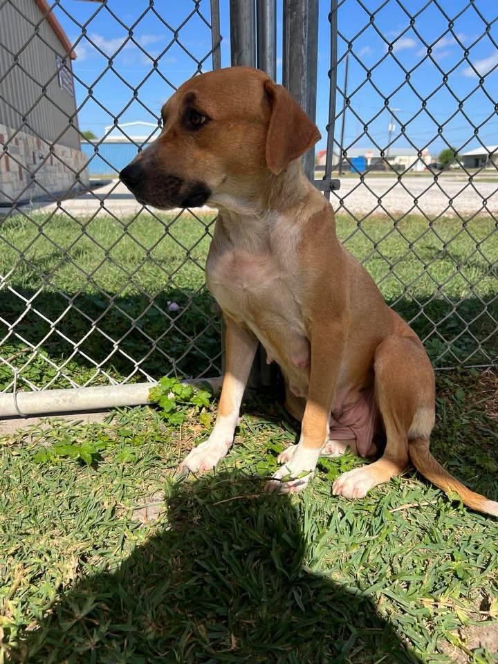 Enlarge Zuri, a ADOPTABLE mixed breed in Port Lavaca, TX image 2/3