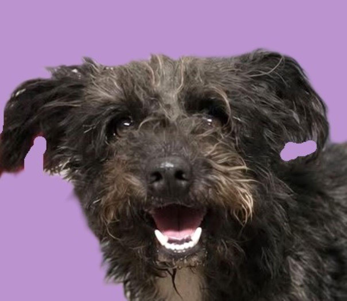 Enlarge Scrappy, a Adoptable mixed breed in Savannah, GA image 1/4