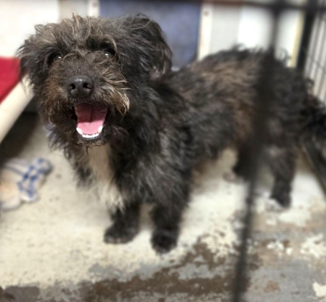 Enlarge Scrappy, a Adoptable mixed breed in Savannah, GA image 2/4