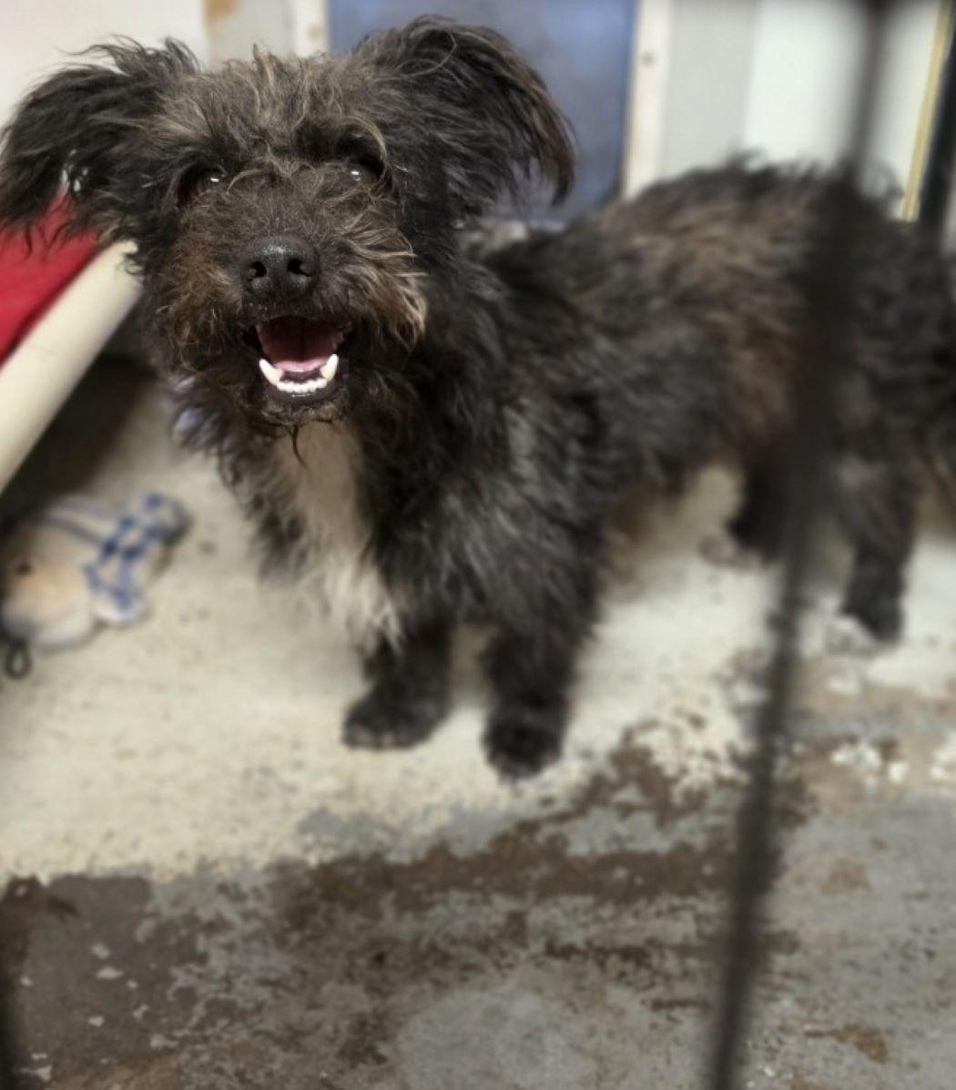 Enlarge Scrappy, a Adoptable mixed breed in Savannah, GA image 3/4