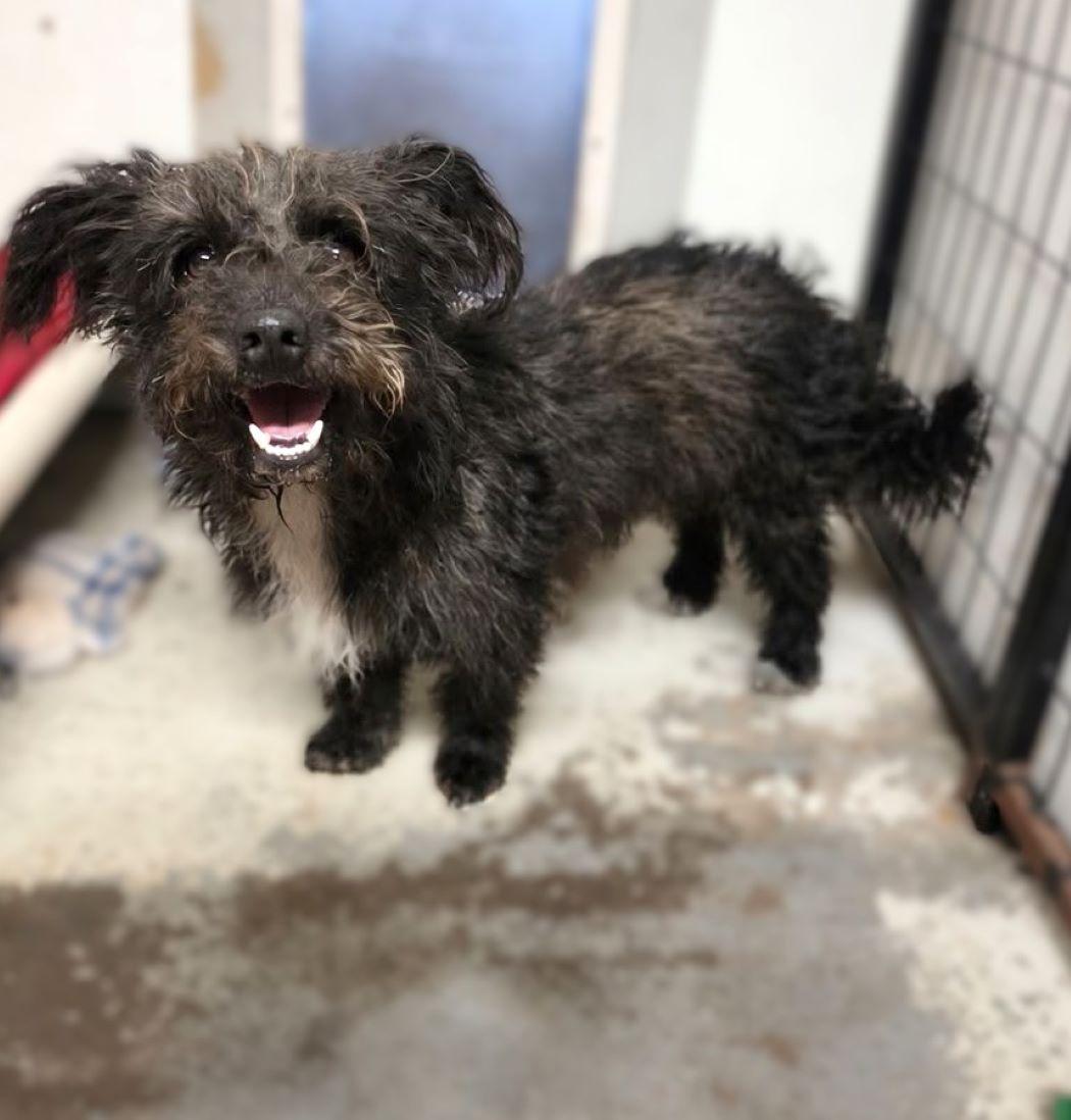 Enlarge Scrappy, a Adoptable mixed breed in Savannah, GA image 4/4