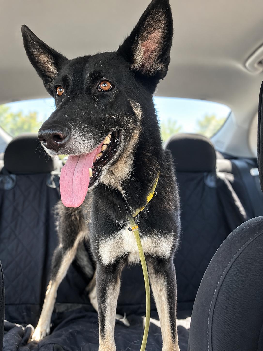 Enlarge Willow - Sweet & Mellow, a Adoptable mixed breed in Miami, FL image 1/6