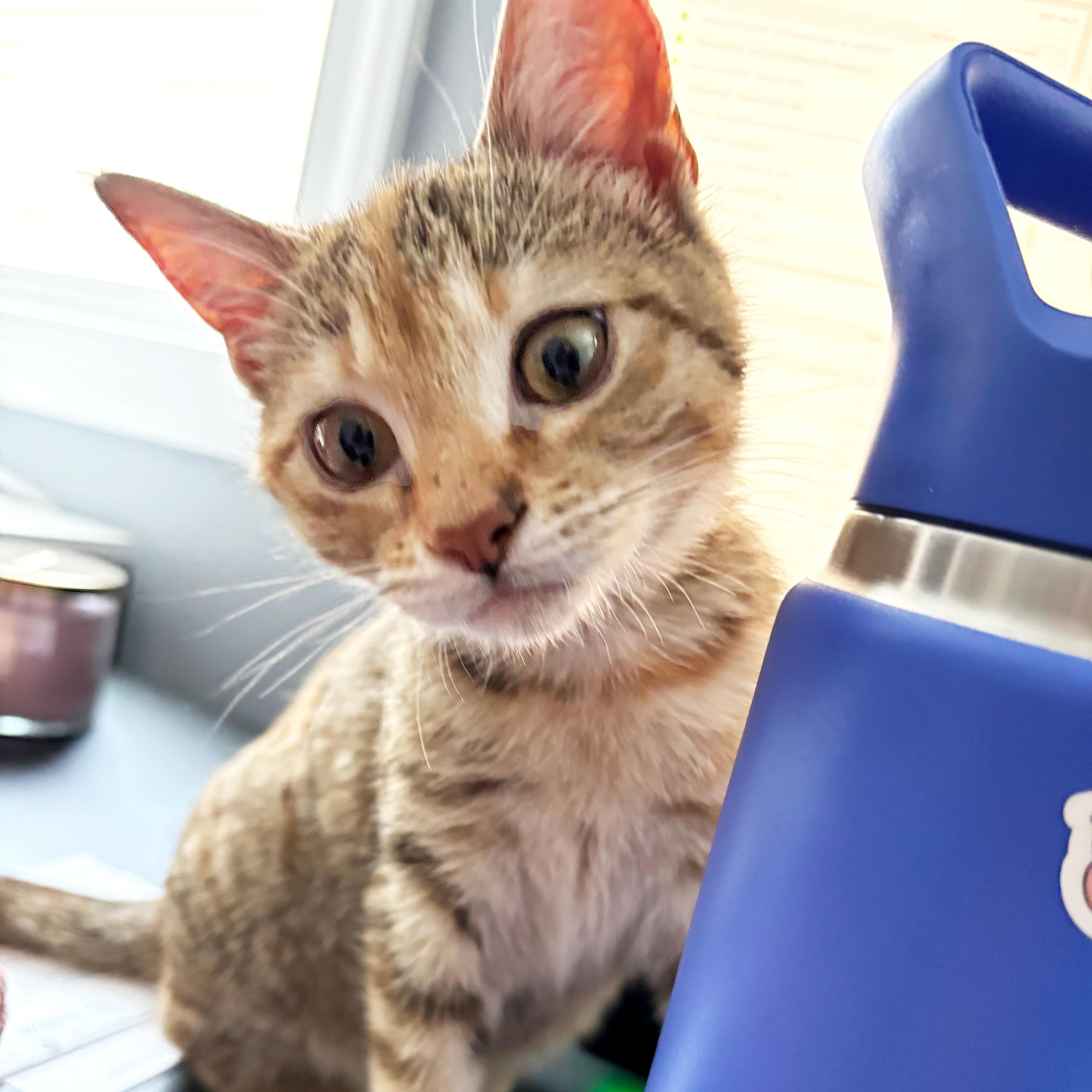 Enlarge Miss Meeple, a ADOPTABLE Domestic Short Hair in Apex, NC image 5/5