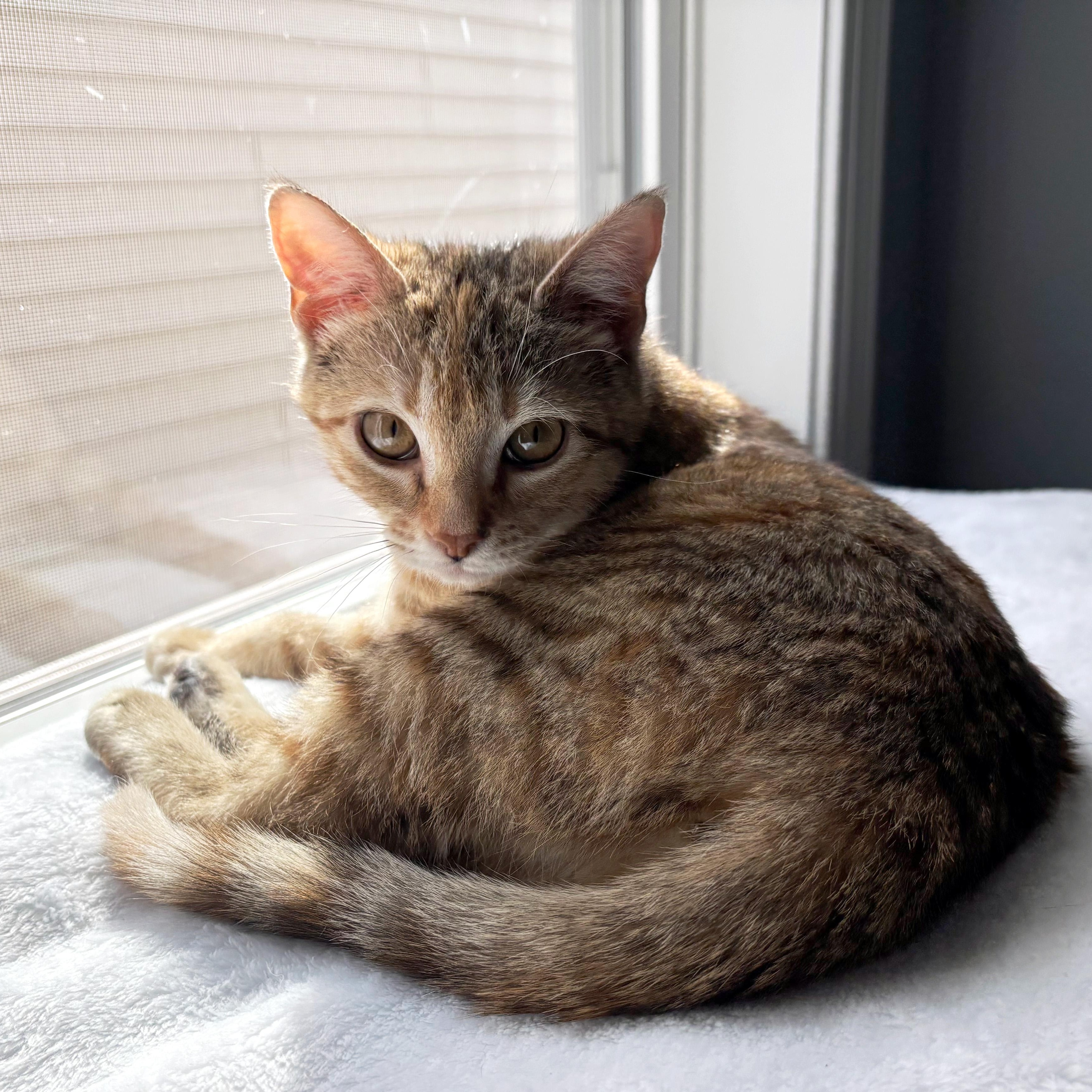 Enlarge Miss Meeple, a ADOPTABLE Domestic Short Hair in Apex, NC image 3/5