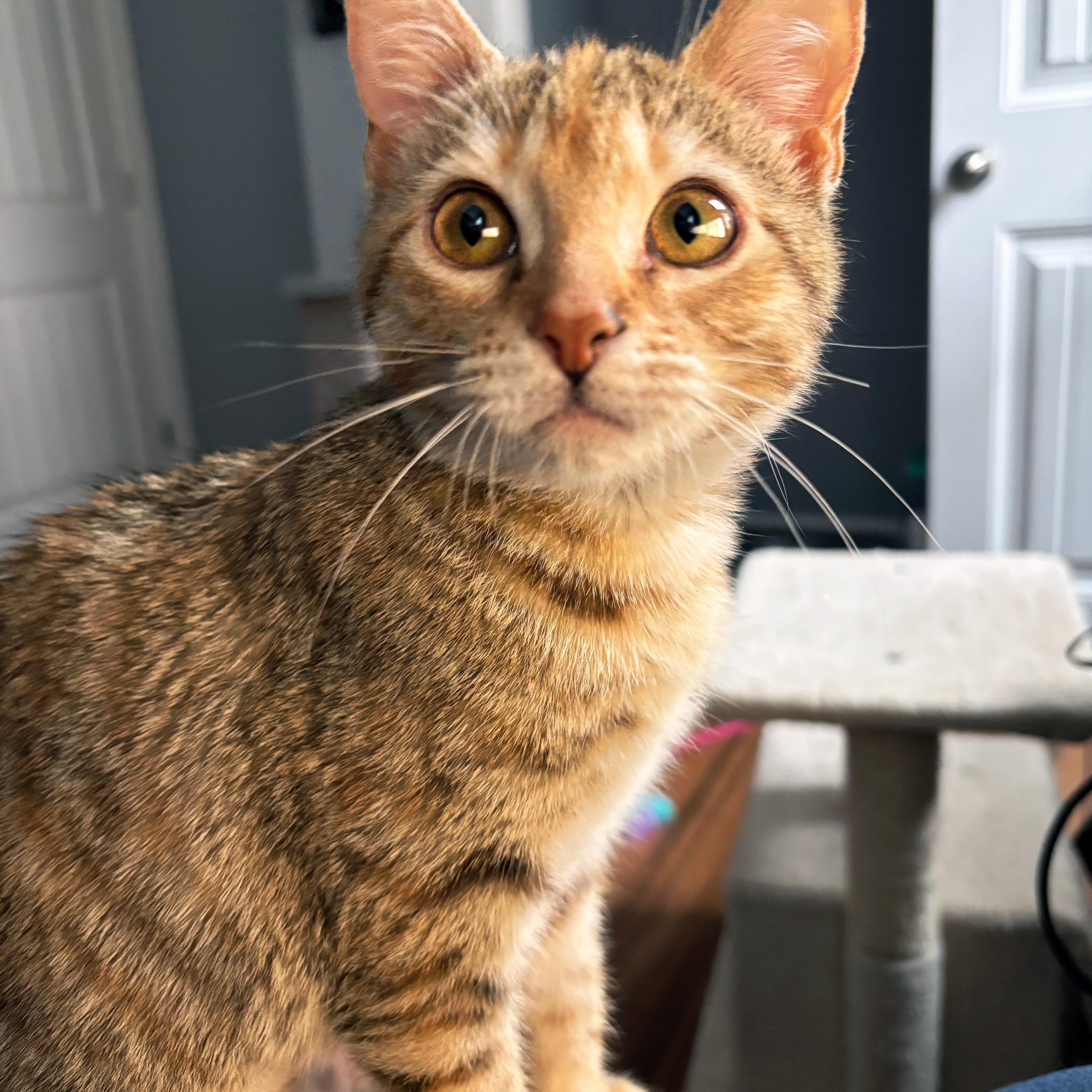 Enlarge Miss Meeple, a ADOPTABLE Domestic Short Hair in Apex, NC image 4/5