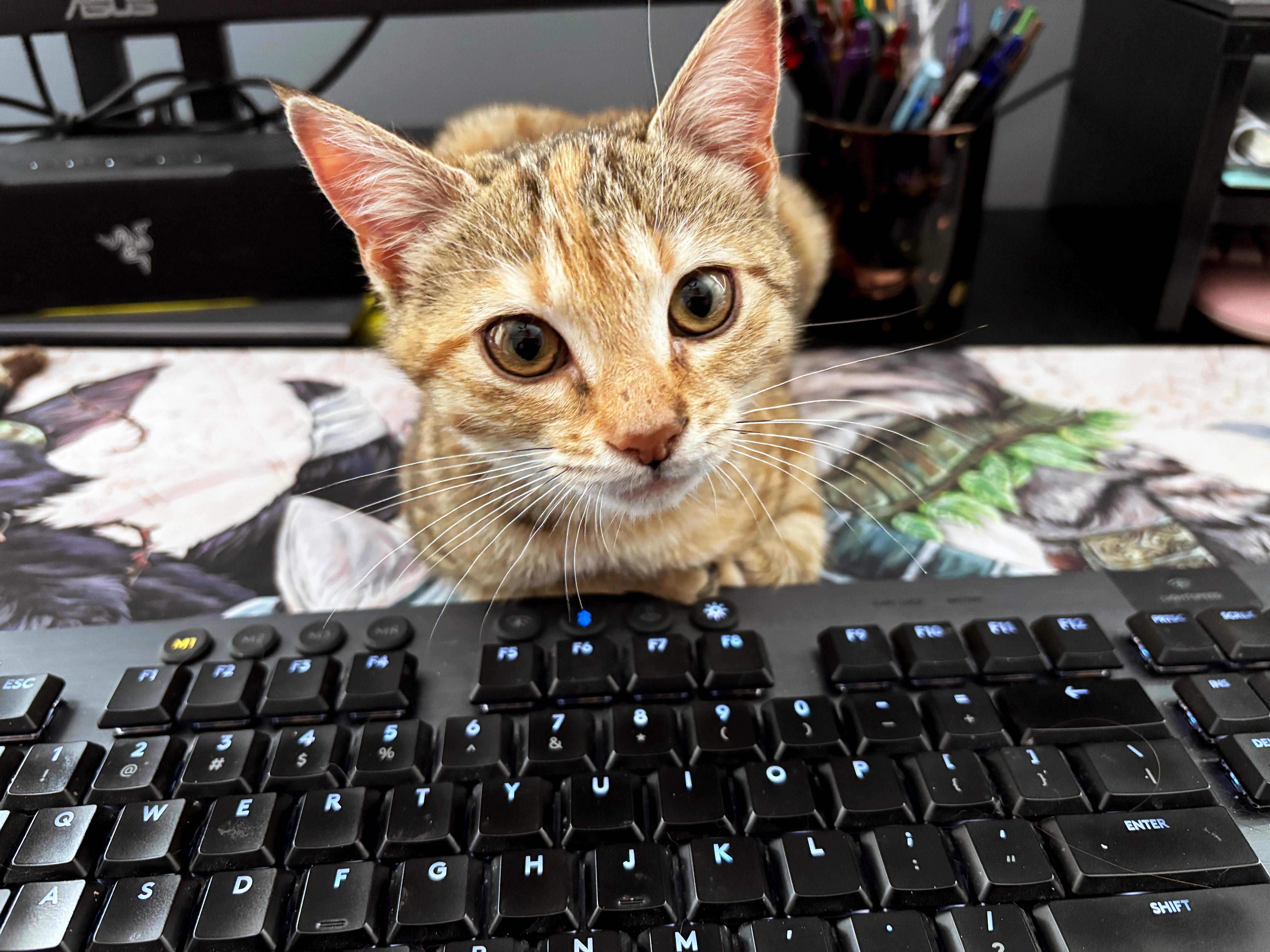 Enlarge Miss Meeple, a ADOPTABLE Domestic Short Hair in Apex, NC image 2/5