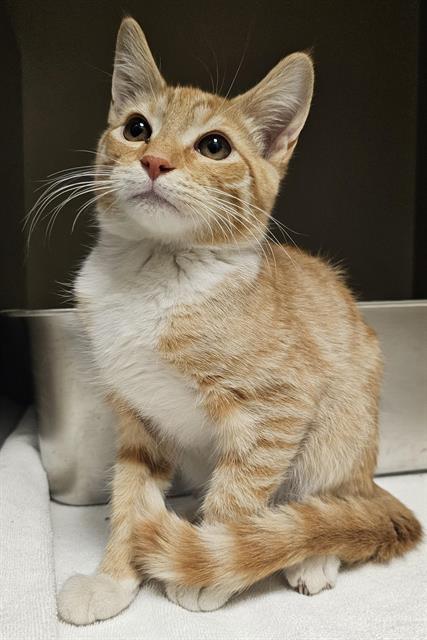 MIRO, Adoptable, Young Male Domestic Short Hair.