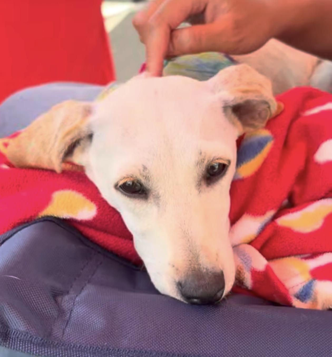 Fanny, a ADOPTABLE mixed breed in Oceanside, CA image 3/3