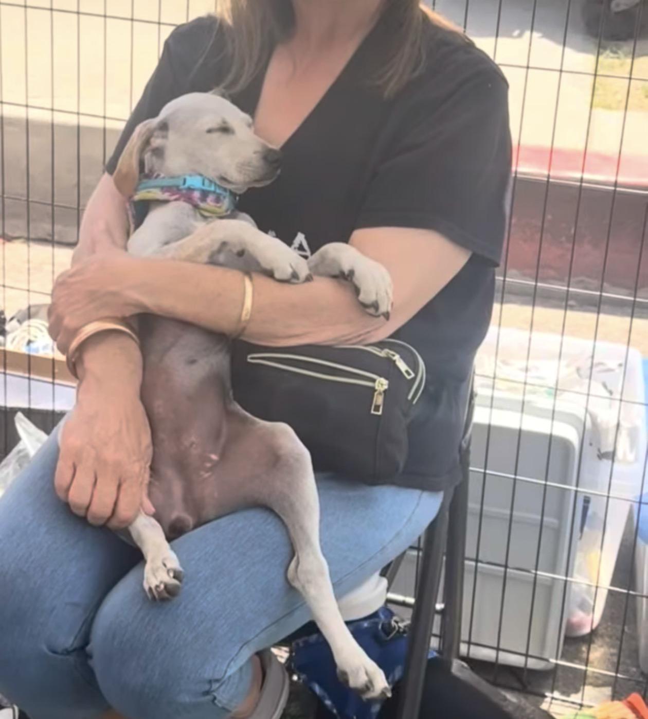 Fanny, a ADOPTABLE mixed breed in Oceanside, CA image 2/3