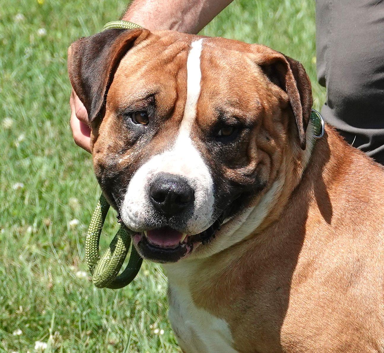 Skubal, ADOPTABLE, Senior Male Mastiff.