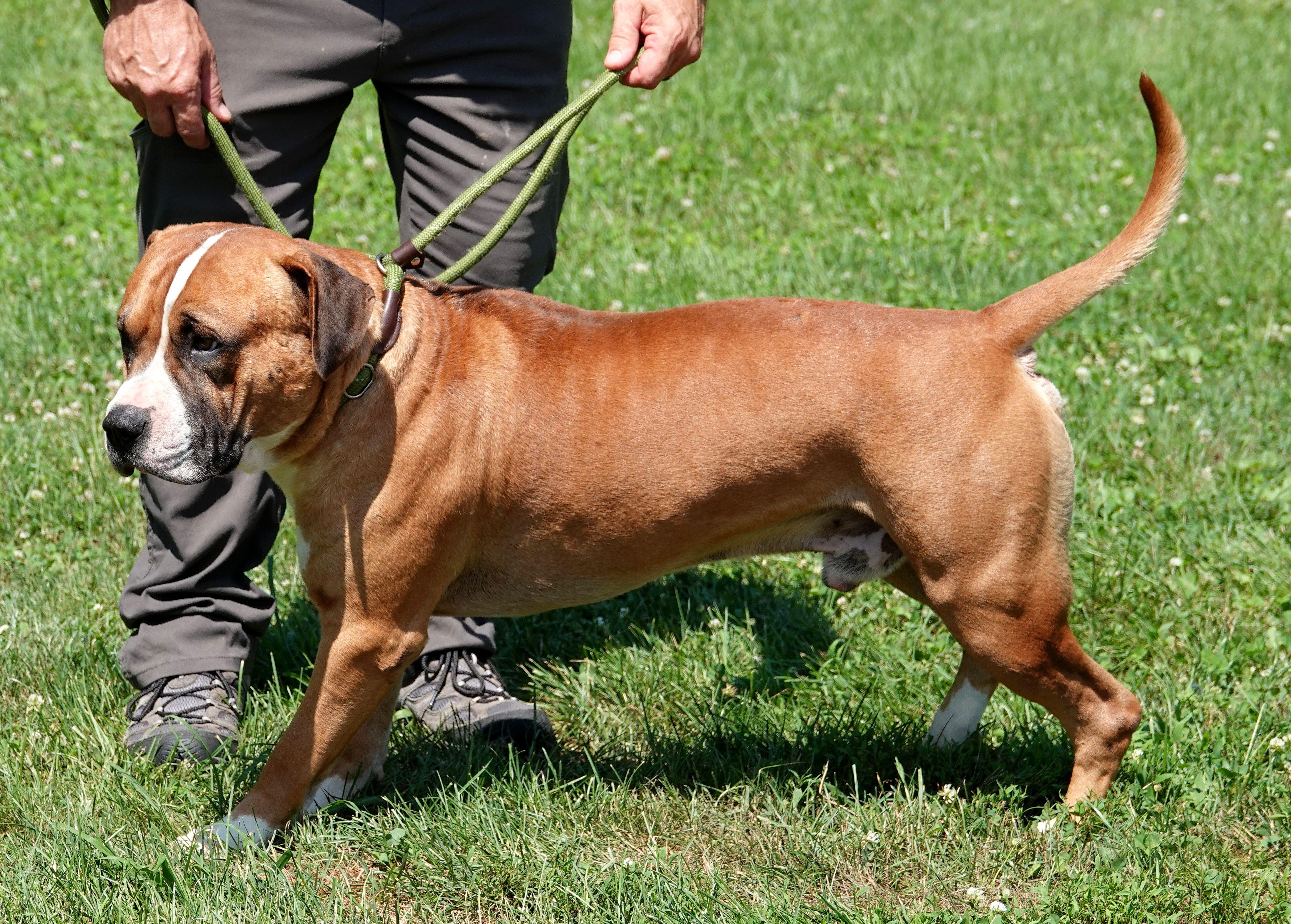 Skubal, a ADOPTABLE mixed breed in Millfield, OH image 2/4