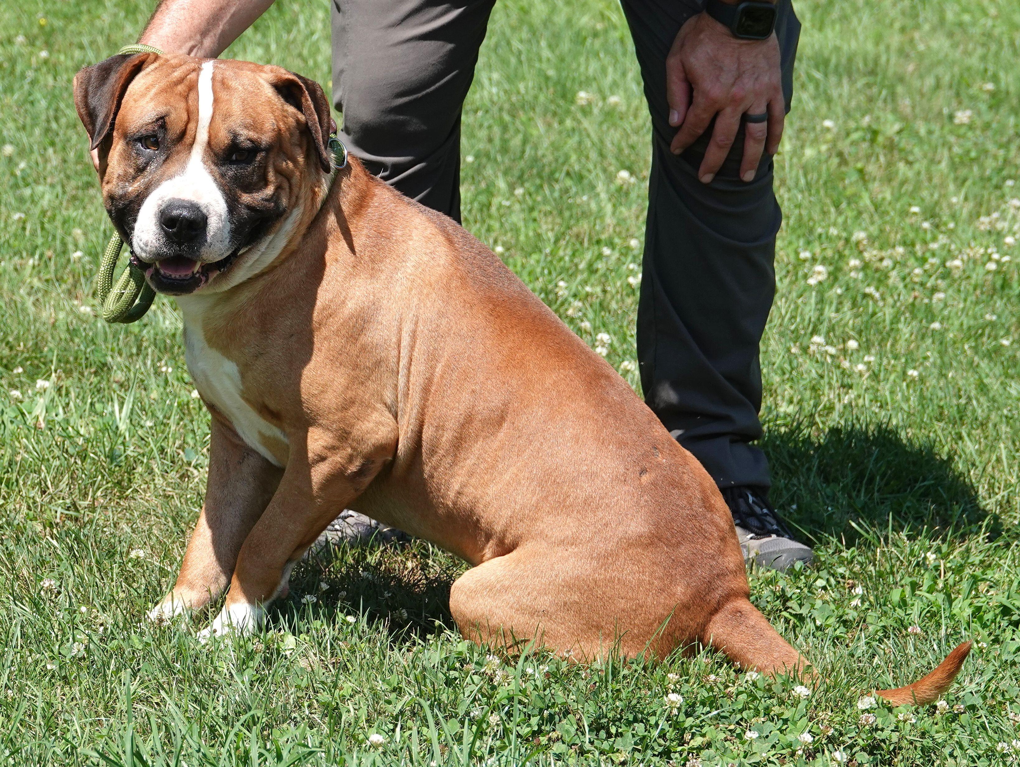 Skubal, a ADOPTABLE mixed breed in Millfield, OH image 3/4