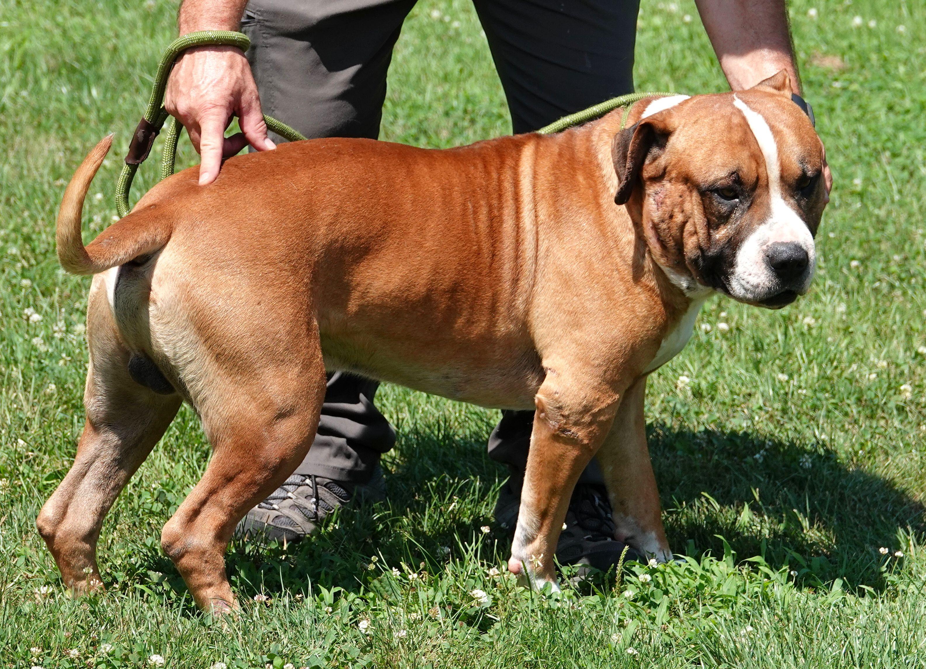 Skubal, a ADOPTABLE mixed breed in Millfield, OH image 4/4