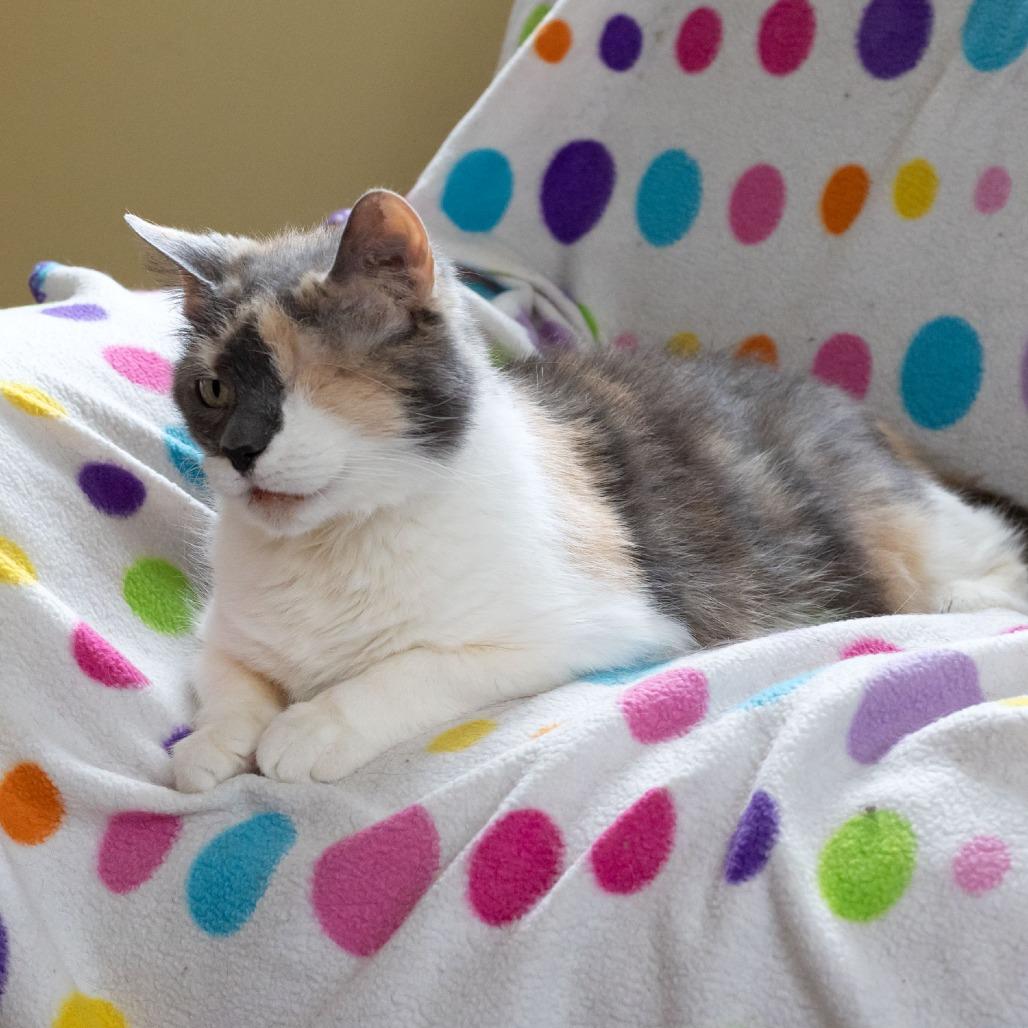 Louisa, Adoptable, Senior Female Domestic Short Hair.