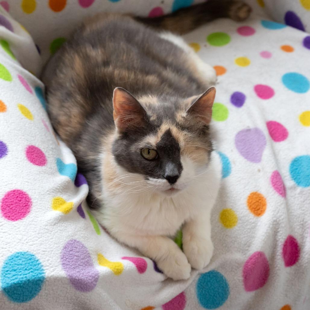 Enlarge Louisa, a Adoptable Domestic Short Hair in McKean, PA image 2/5