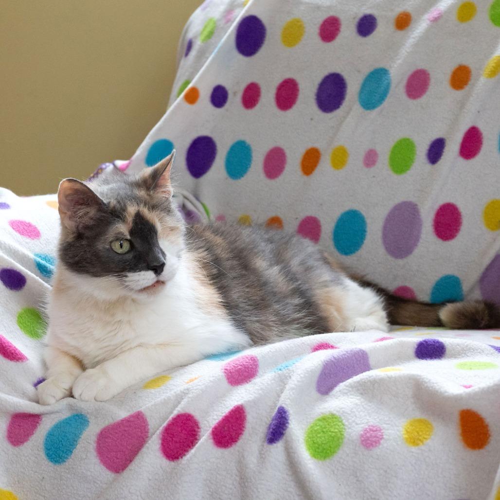 Enlarge Louisa, a Adoptable Domestic Short Hair in McKean, PA image 3/5