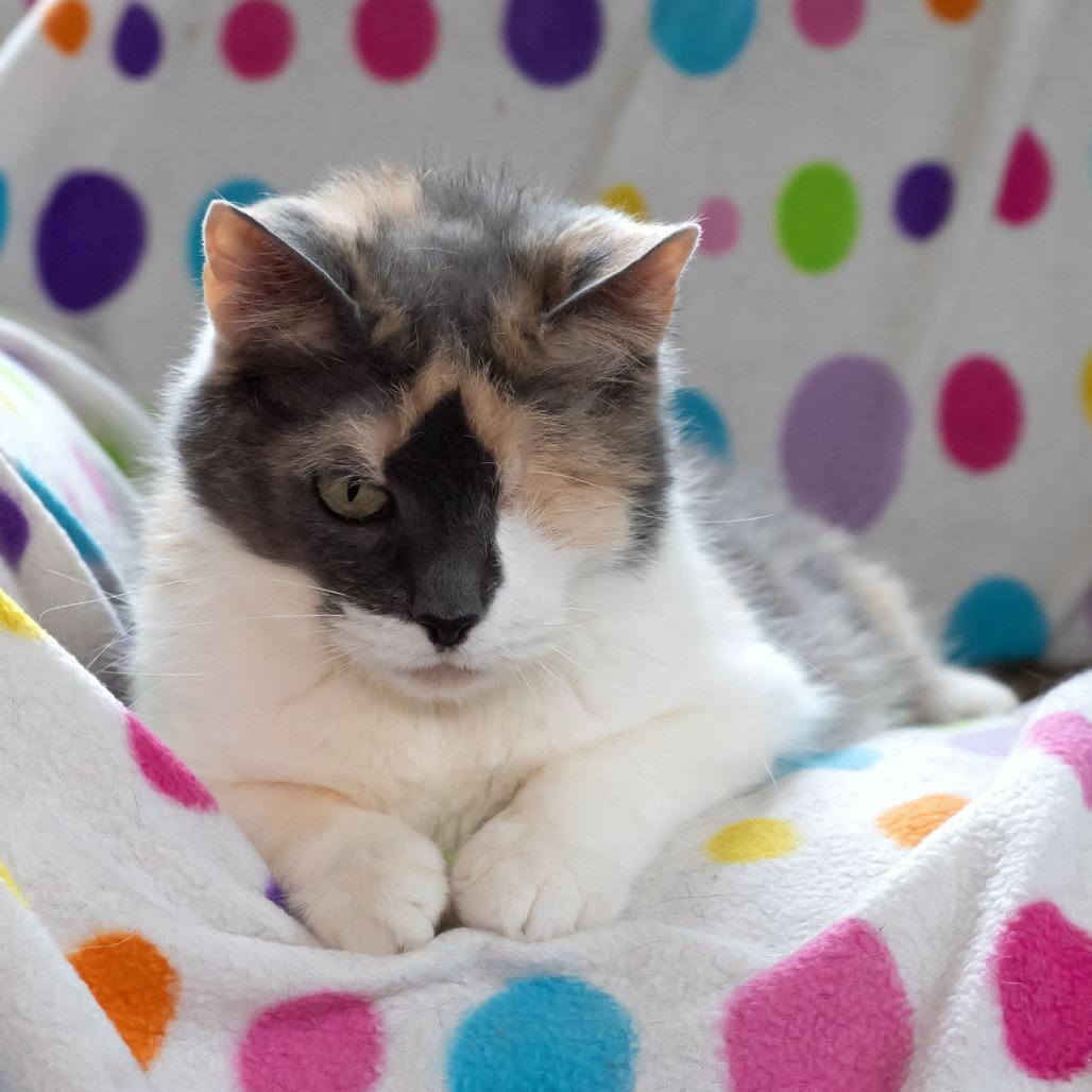 Enlarge Louisa, a Adoptable Domestic Short Hair in McKean, PA image 4/5