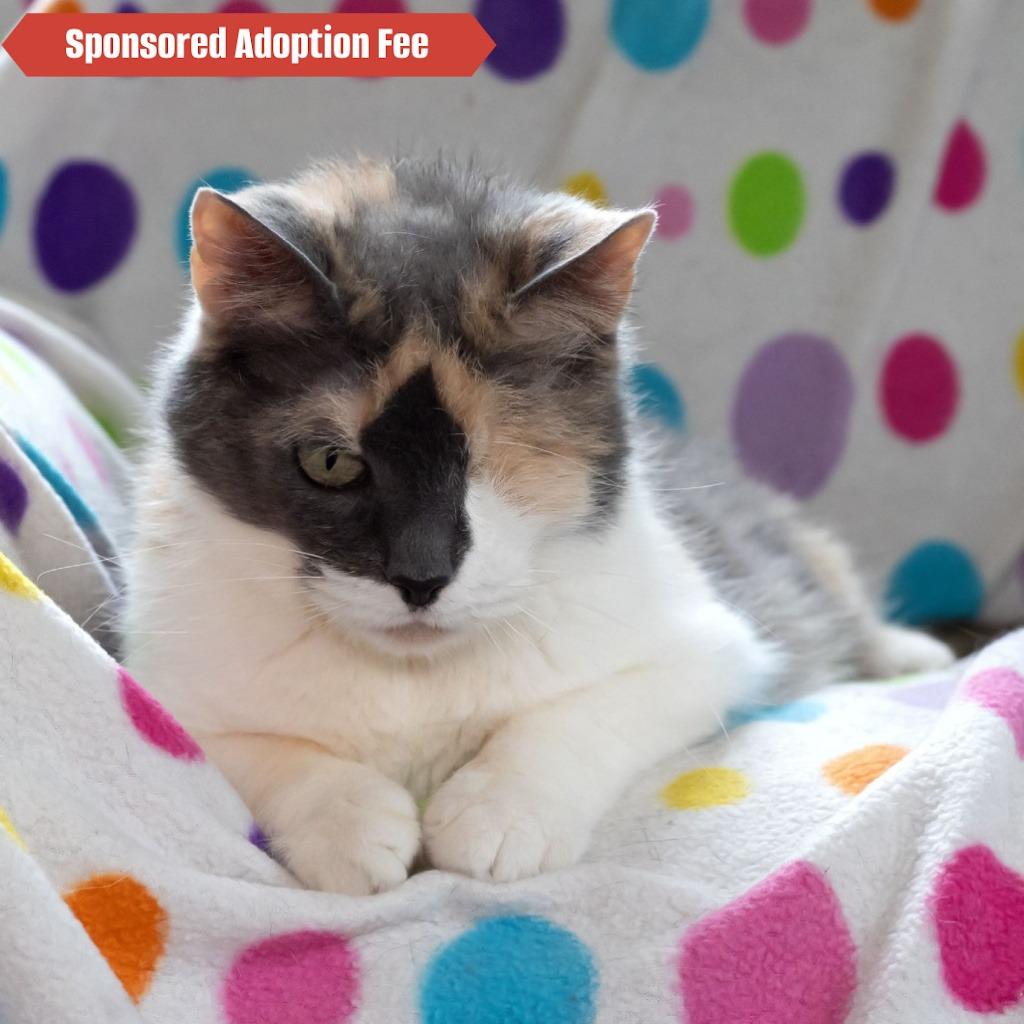 Enlarge Louisa, a Adoptable Domestic Short Hair in McKean, PA image 5/5