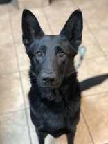 Wacher, a Adoptable mixed breed in Canon City, CO image 2/2