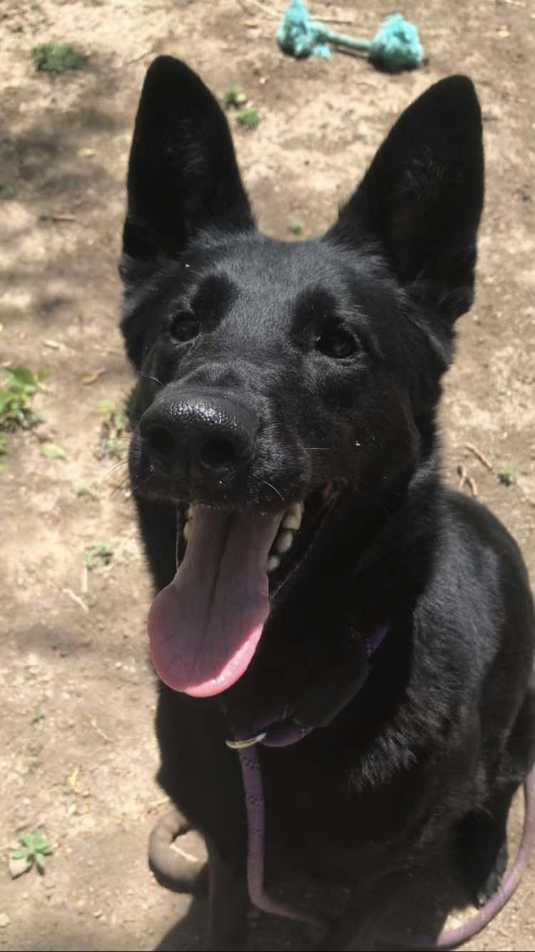 Wacher, a Adoptable mixed breed in Canon City, CO image 1/2