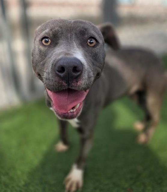 ZAPPER, Adoptable, Young Female Mixed Breed.