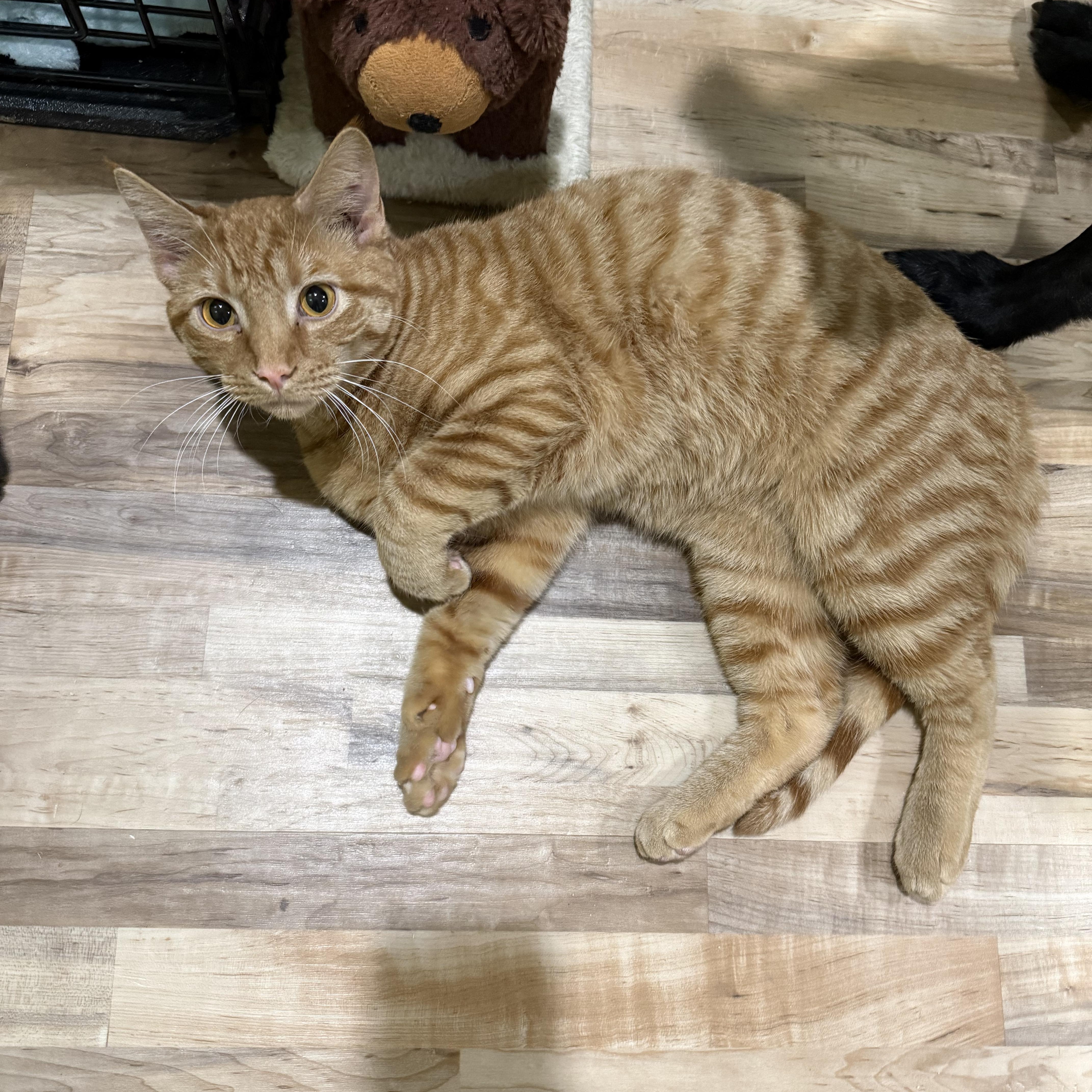 Enlarge Chance, a Adoptable Domestic Short Hair in Indianapolis, IN image 1/4