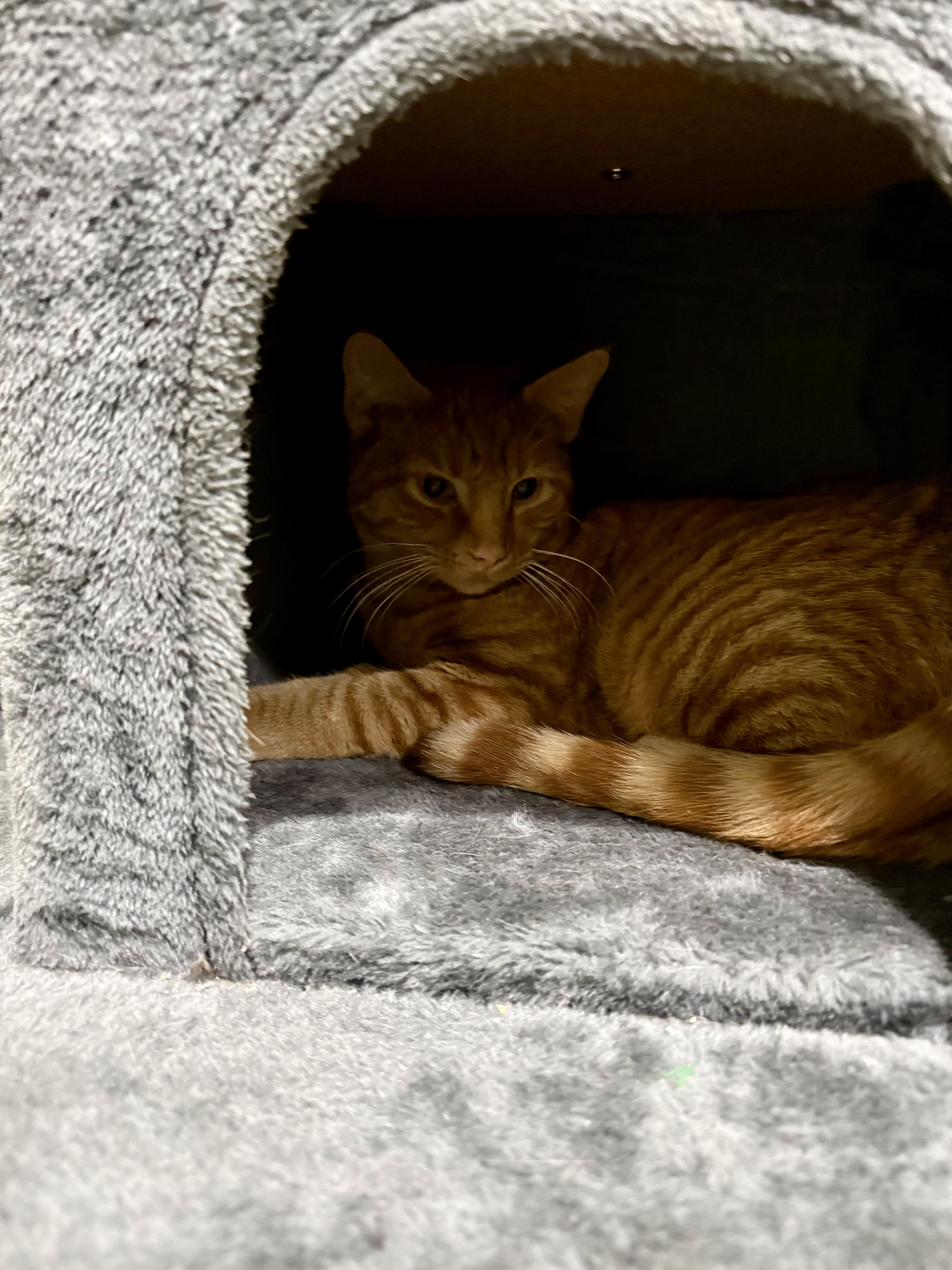 Enlarge Chance, a Adoptable Domestic Short Hair in Indianapolis, IN image 4/4