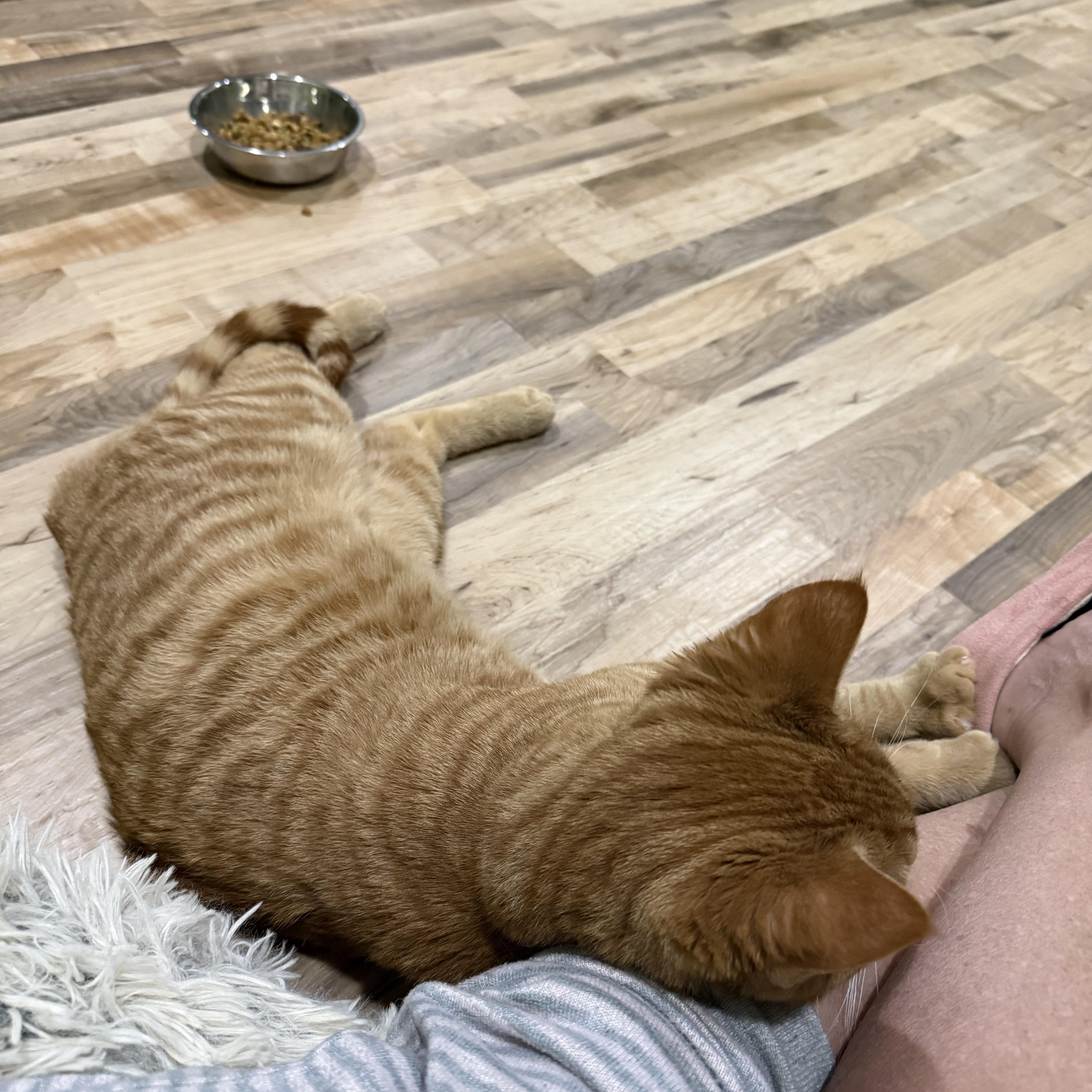 Enlarge Chance, a Adoptable Domestic Short Hair in Indianapolis, IN image 3/4