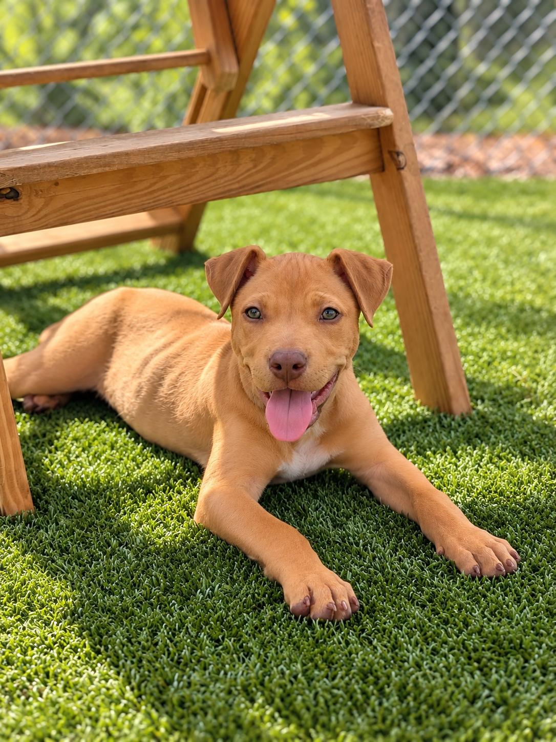 Enlarge ELI, a Adoptable mixed breed in Albany, NY image 2/6