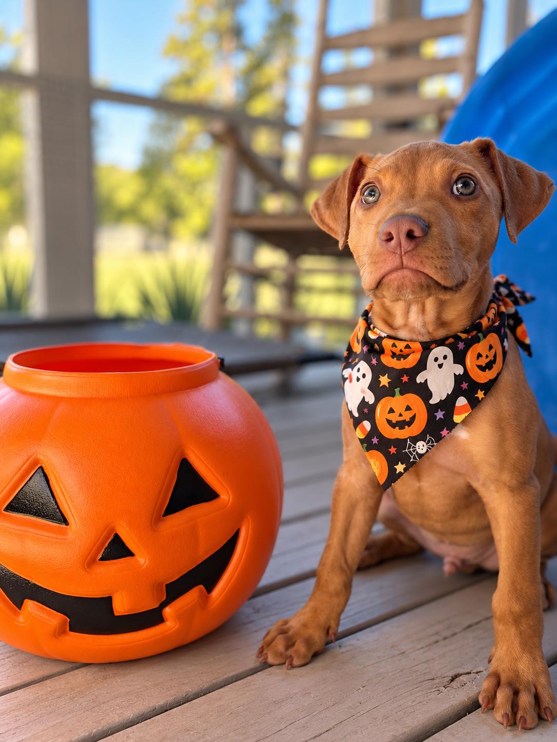 Enlarge ELI, a Adoptable mixed breed in Albany, NY image 5/6