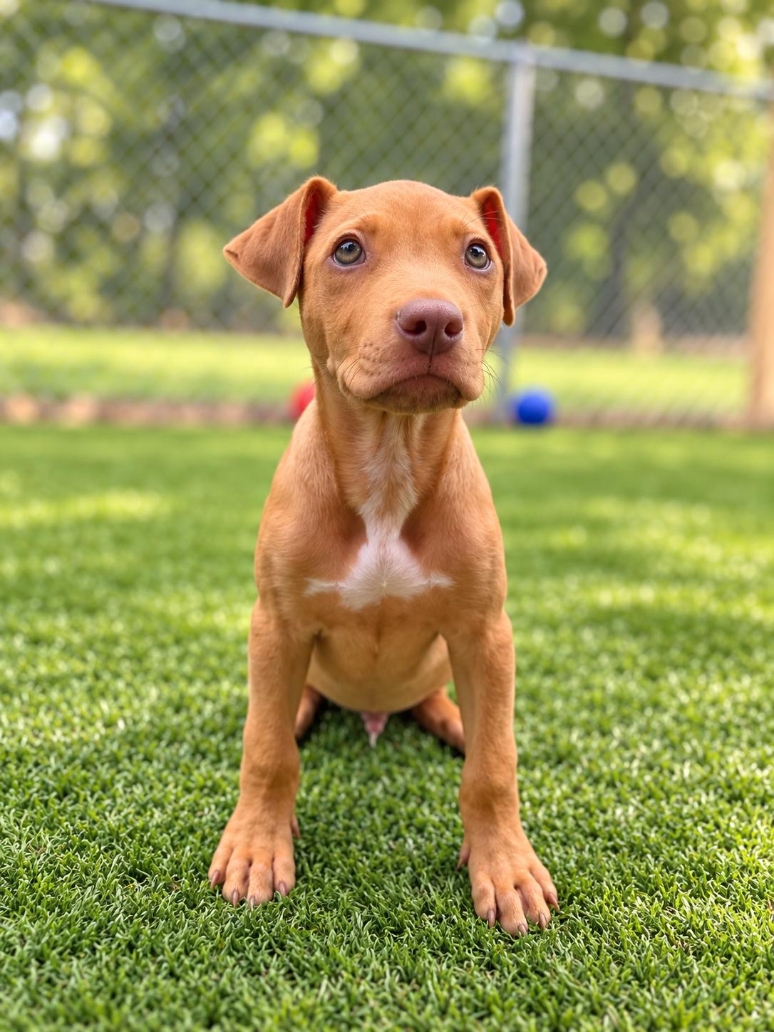 Enlarge ELI, a Adoptable mixed breed in Albany, NY image 3/6