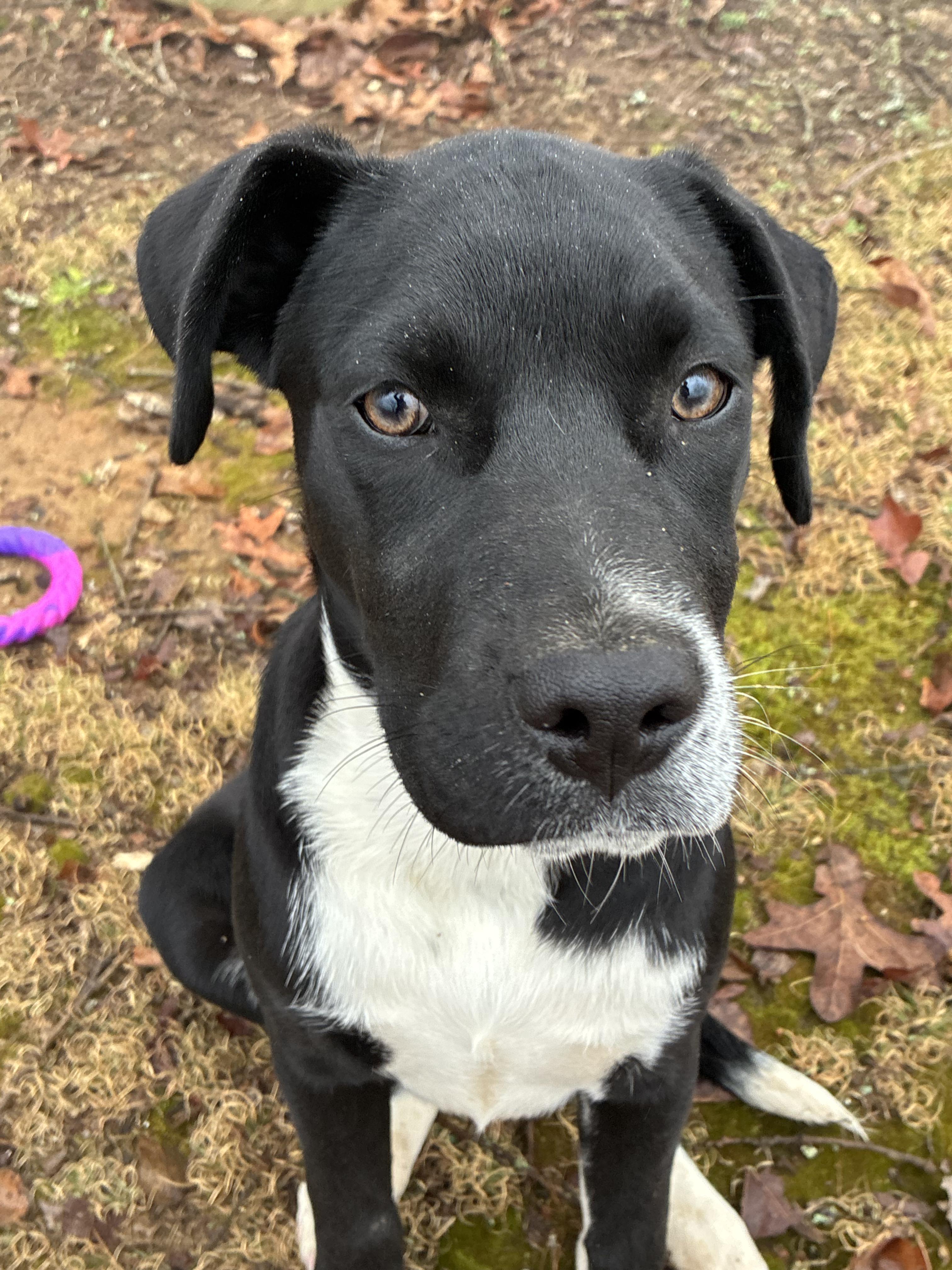 Kevin, a Adoptable mixed breed in grant, AL image 2/4