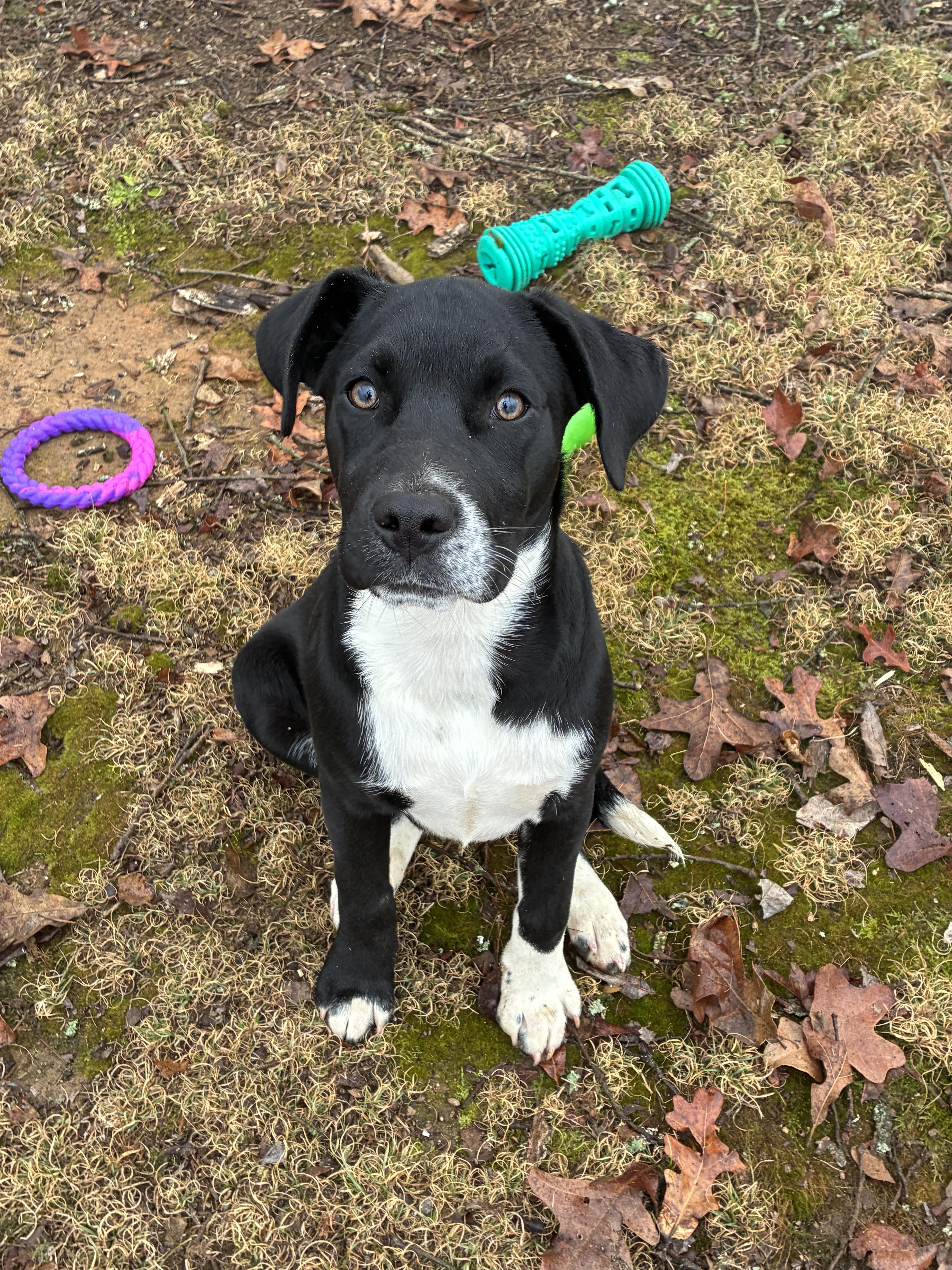Kevin, a Adoptable mixed breed in grant, AL image 3/4