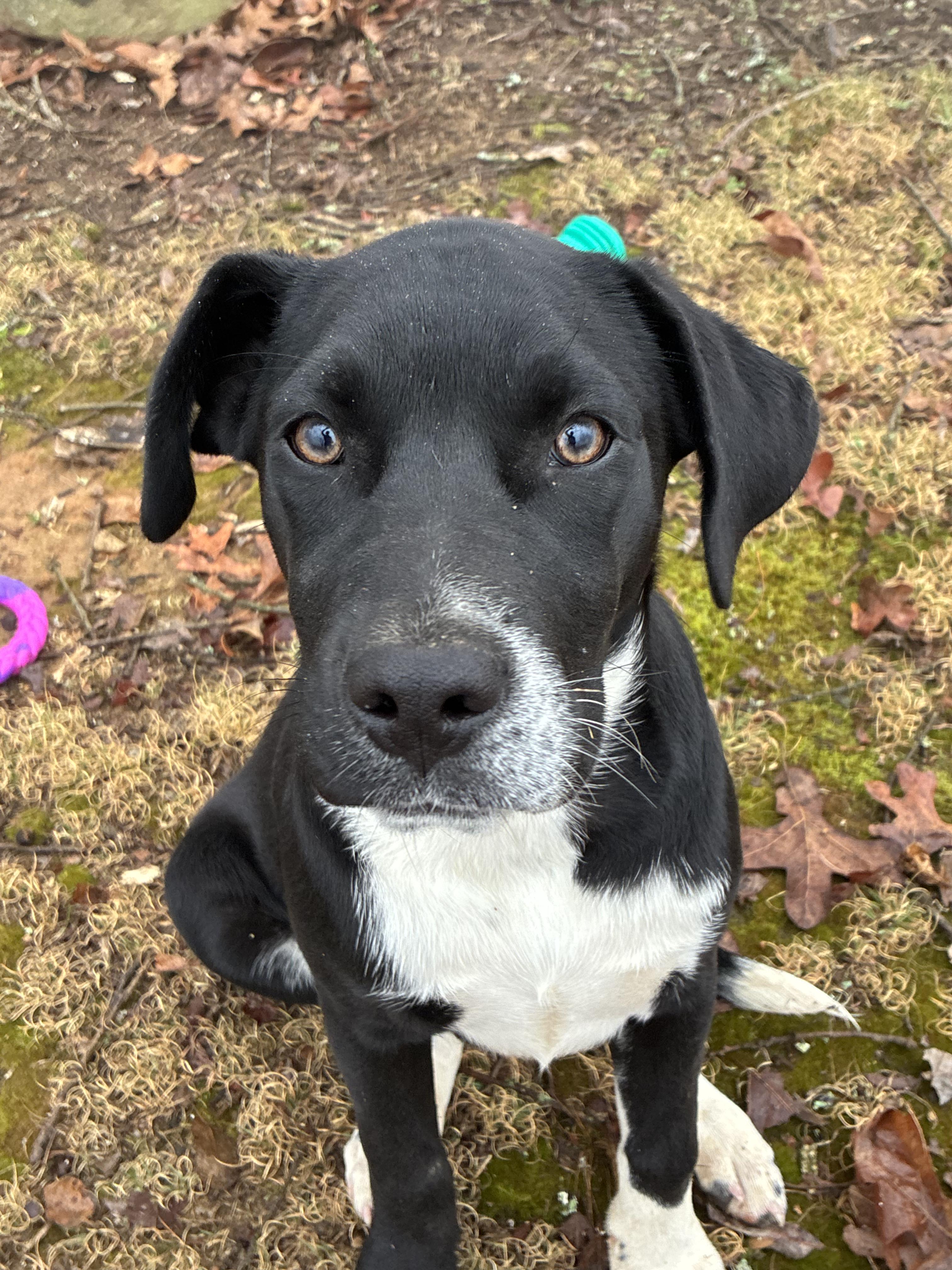Kevin, a Adoptable mixed breed in grant, AL image 4/4