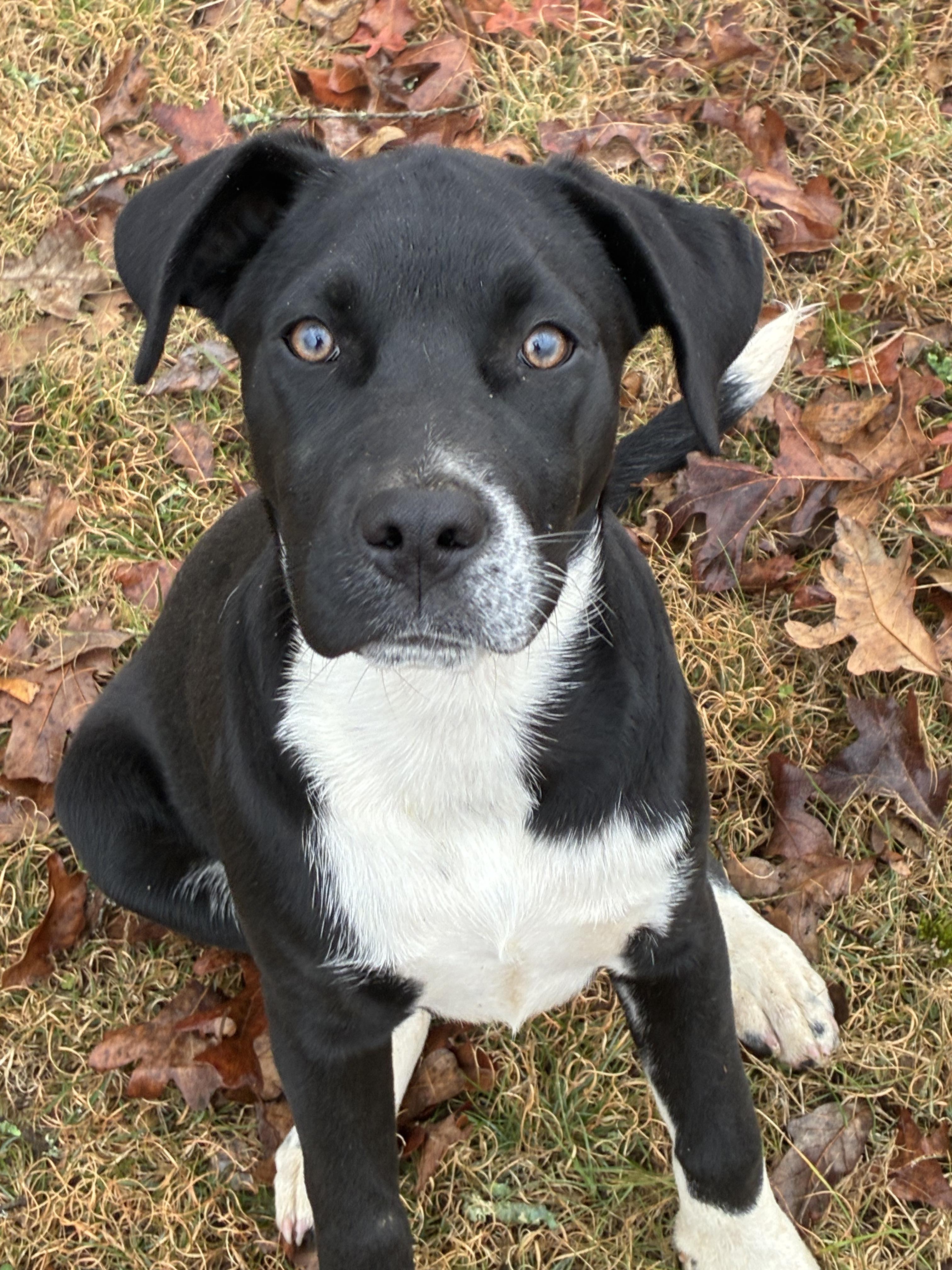 Kevin, Adoptable, Young Male Black Labrador Retriever & Boxer.