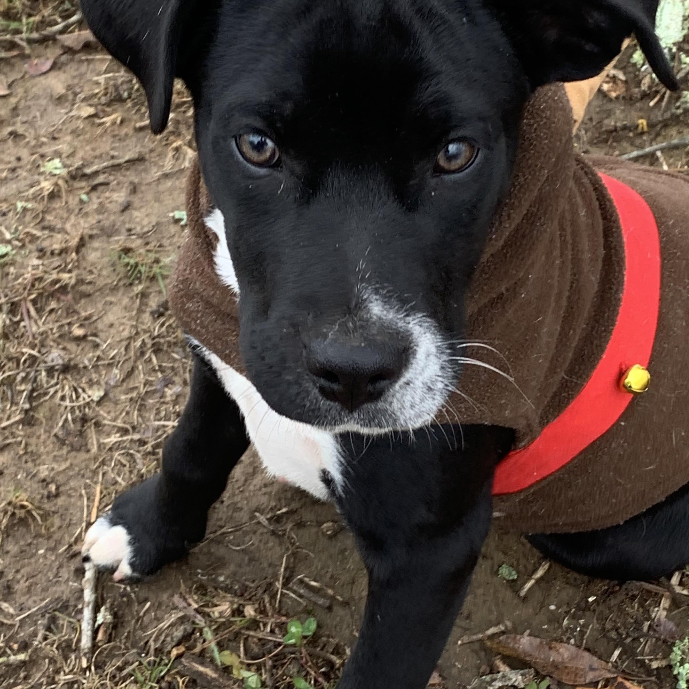 Kevin, Adoptable, Young Male Black Labrador Retriever & Boxer.