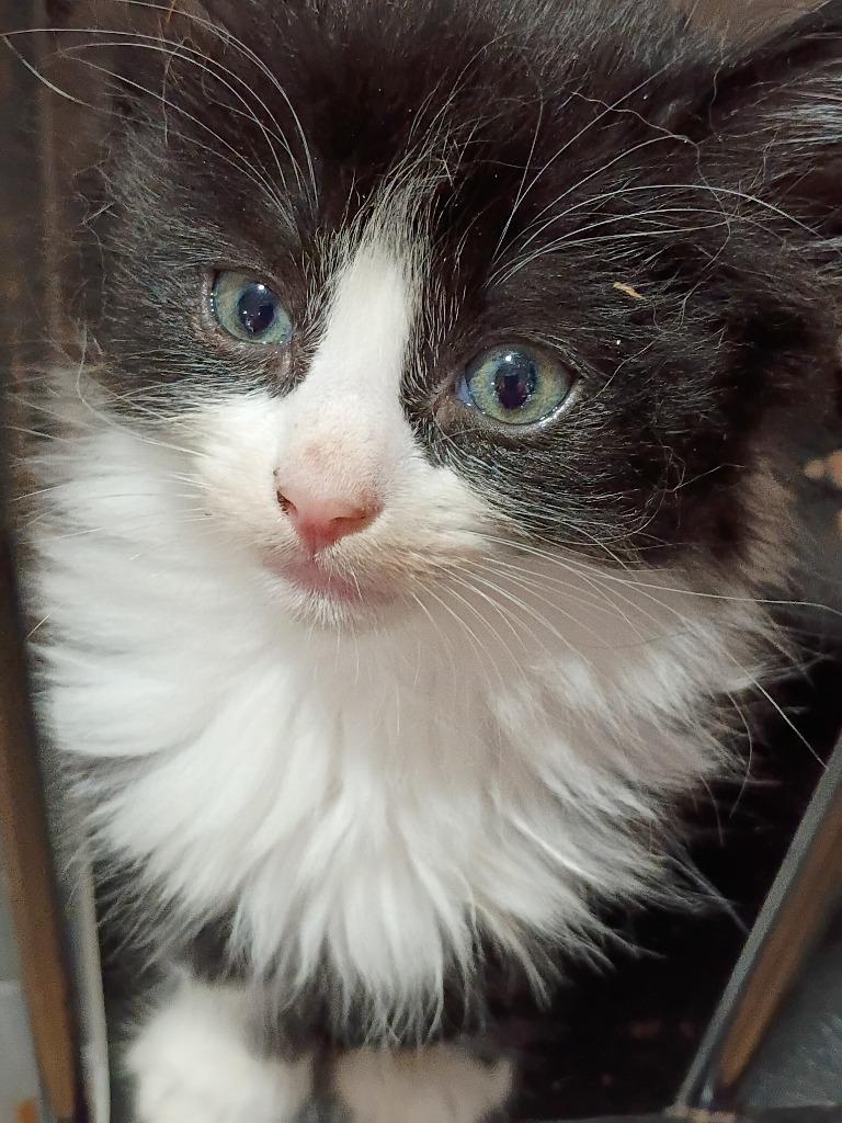 Harley (F), Adopted, Kitten Male Domestic Short Hair.