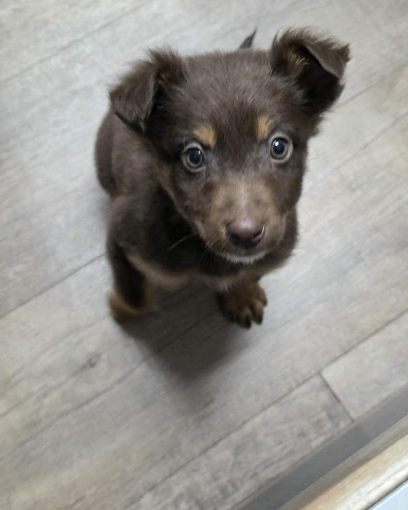 Ezra, Adoptable, Puppy Male Australian Shepherd.