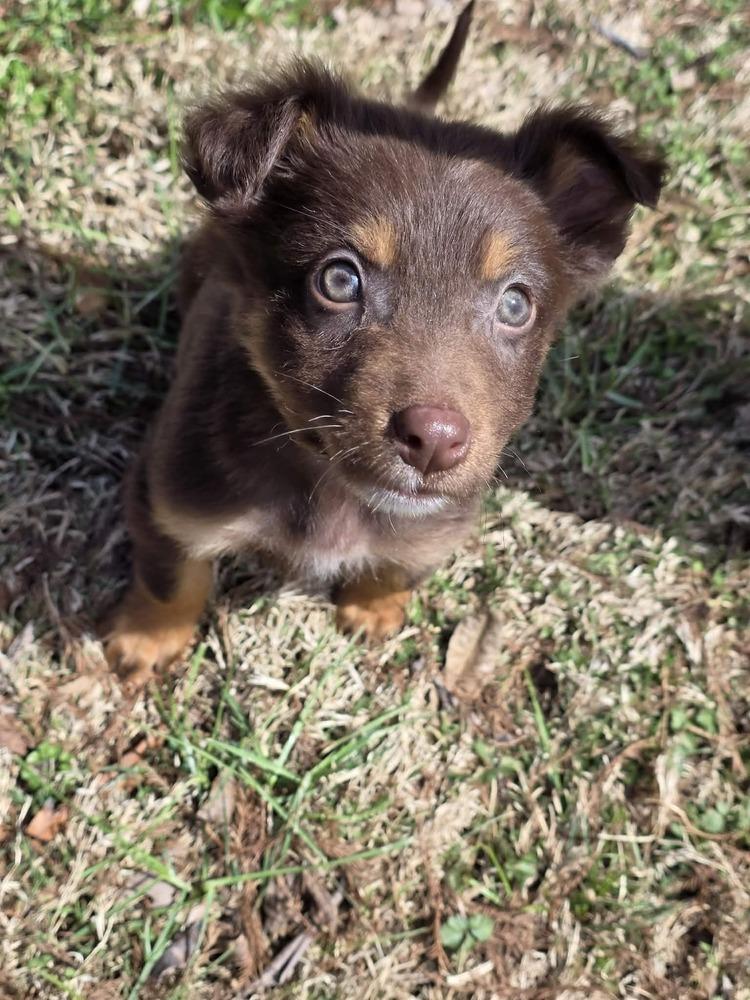 Enlarge Ezra, a Adoptable Australian Shepherd in Troy, IL image 2/4