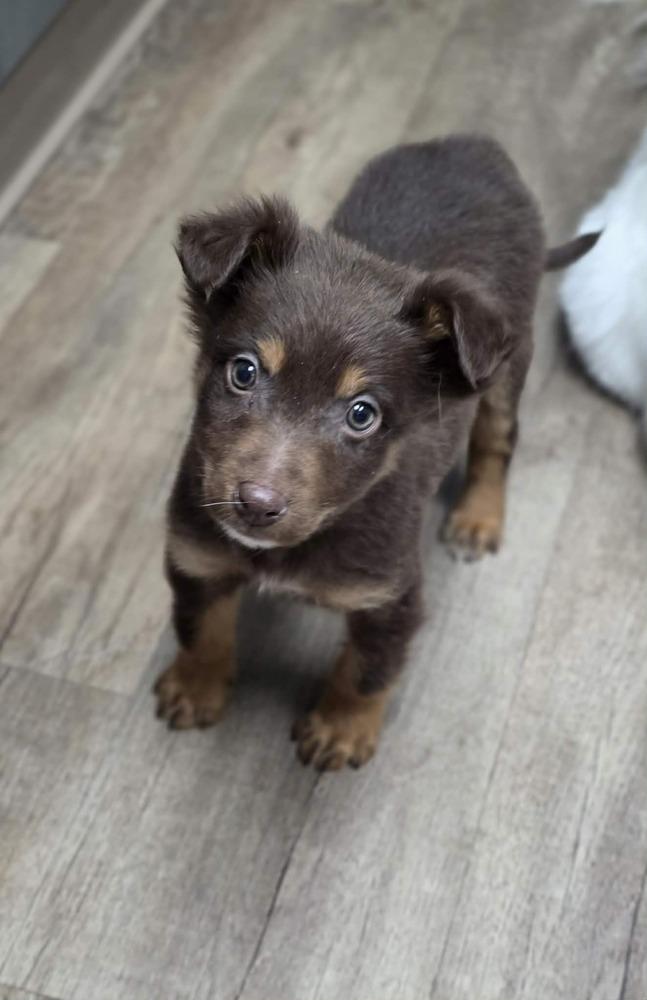 Enlarge Ezra, a Adoptable Australian Shepherd in Troy, IL image 3/4