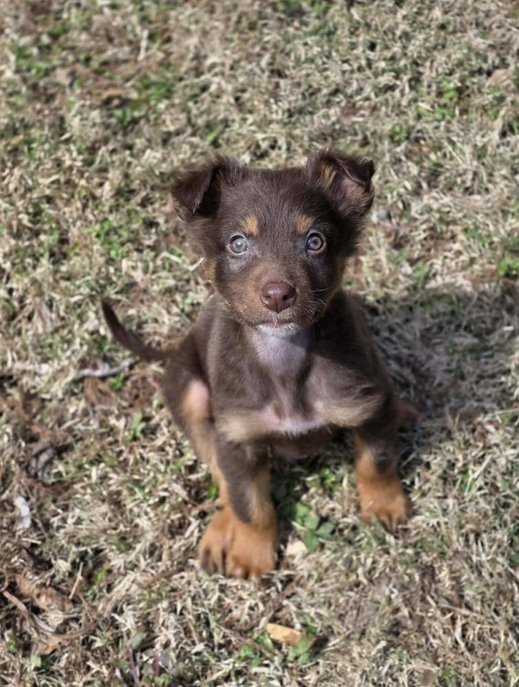 Enlarge Ezra, a Adoptable Australian Shepherd in Troy, IL image 4/4