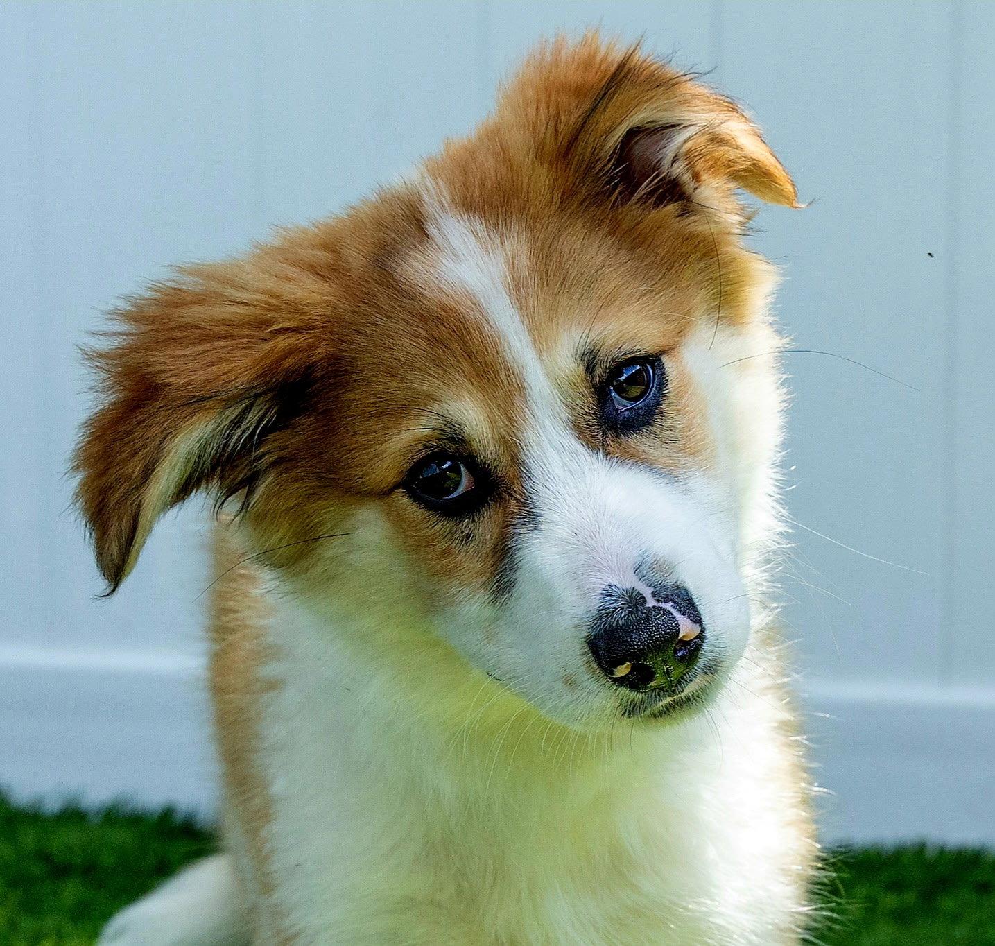 PUPPY PATTY PRO BONO, an adopted mixed breed in Brandford, CT image 1/3