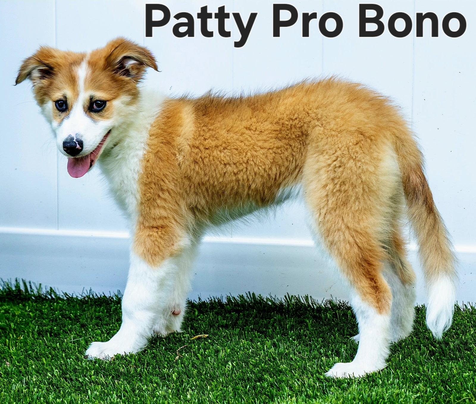 PUPPY PATTY PRO BONO, an adopted mixed breed in Brandford, CT image 3/3