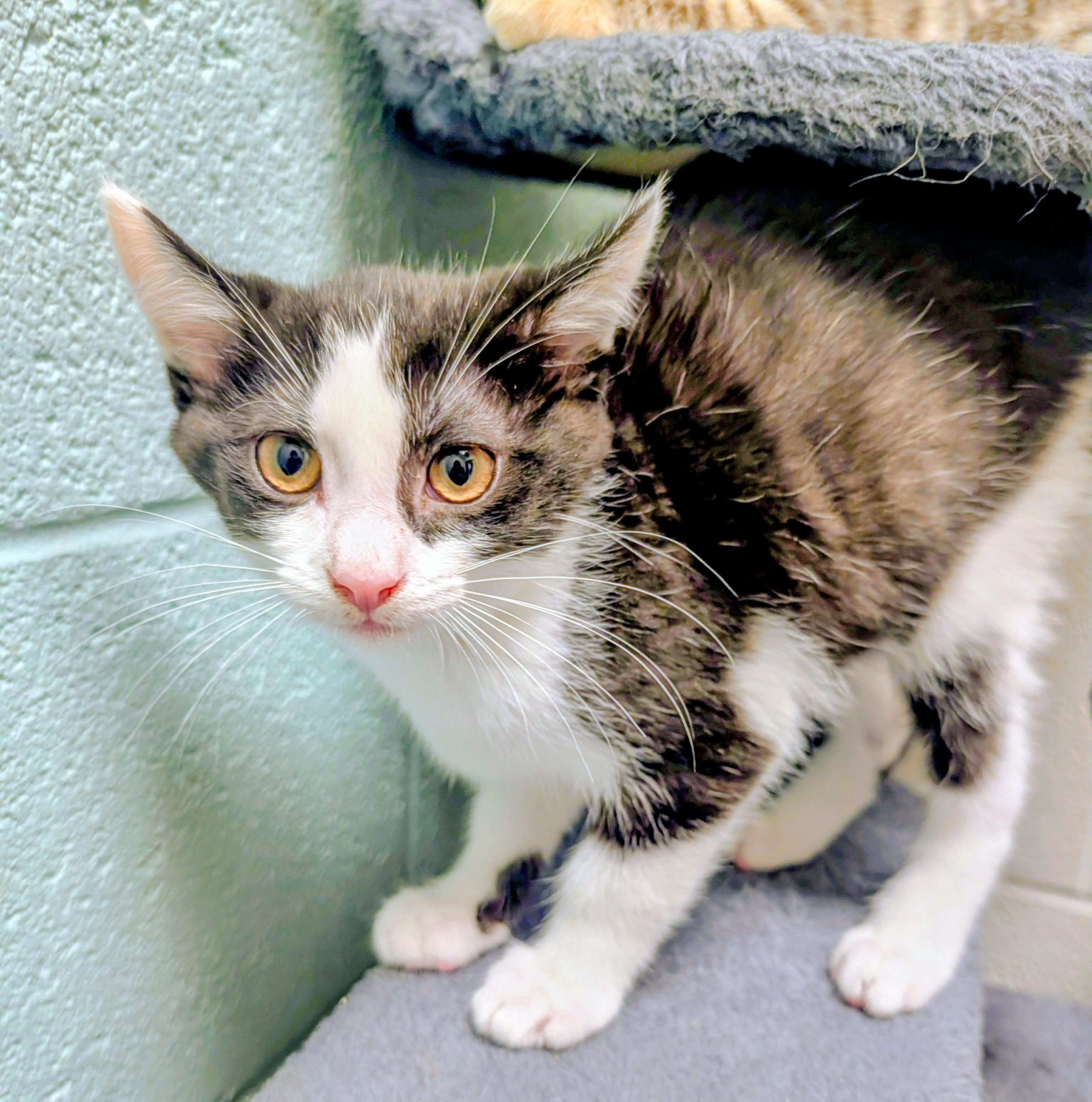 Enlarge Johnny Due Process, a ADOPTABLE American Shorthair in Mount Juliet, TN image 2/2