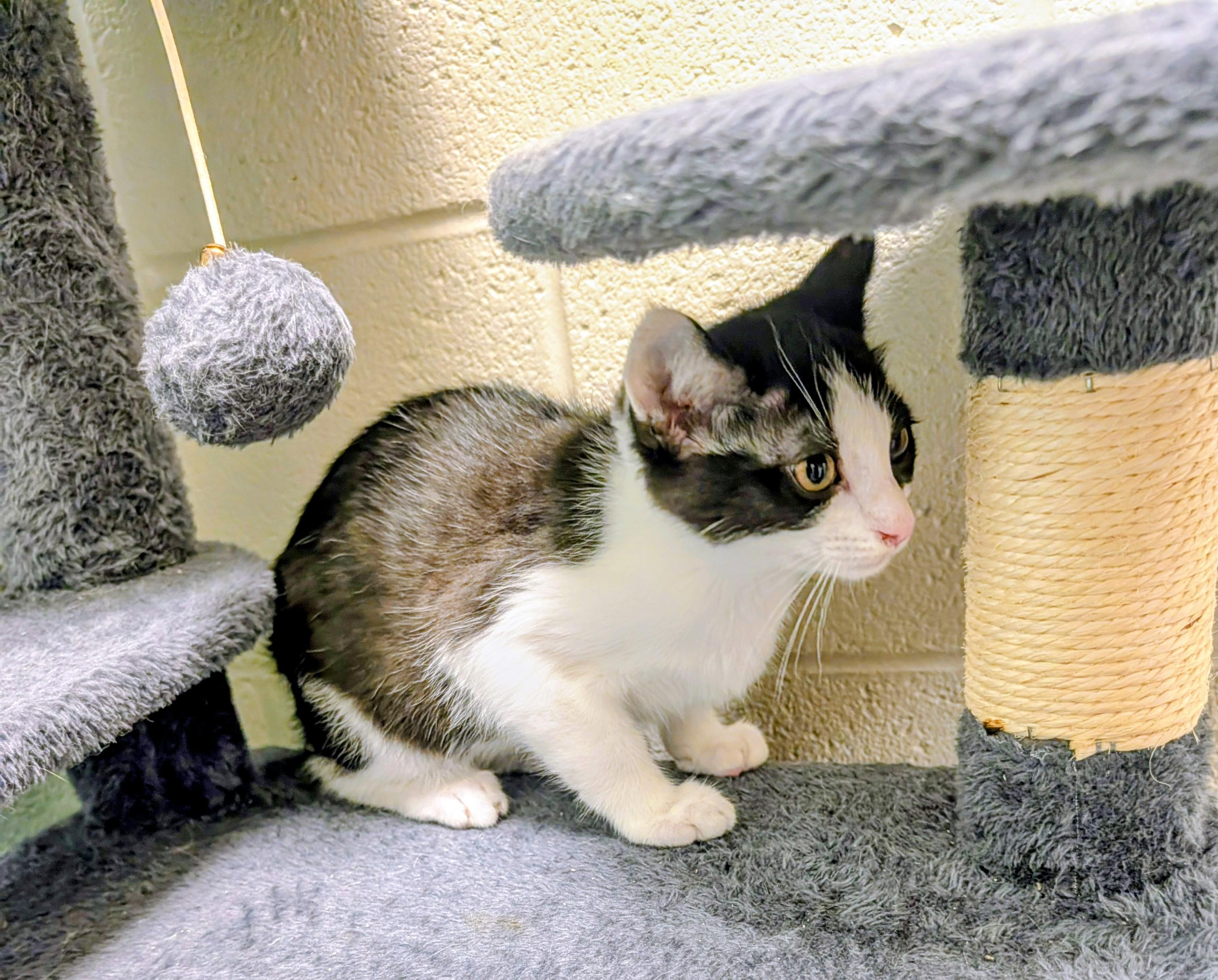 Johnny Due Process, ADOPTABLE, Young Male American Shorthair.