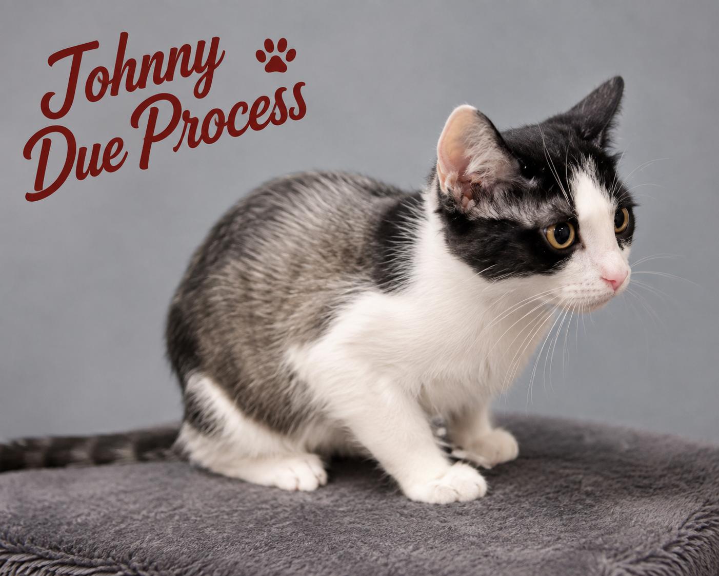 Johnny Due Process, a ADOPTABLE American Shorthair in Mount Juliet, TN image 2/2