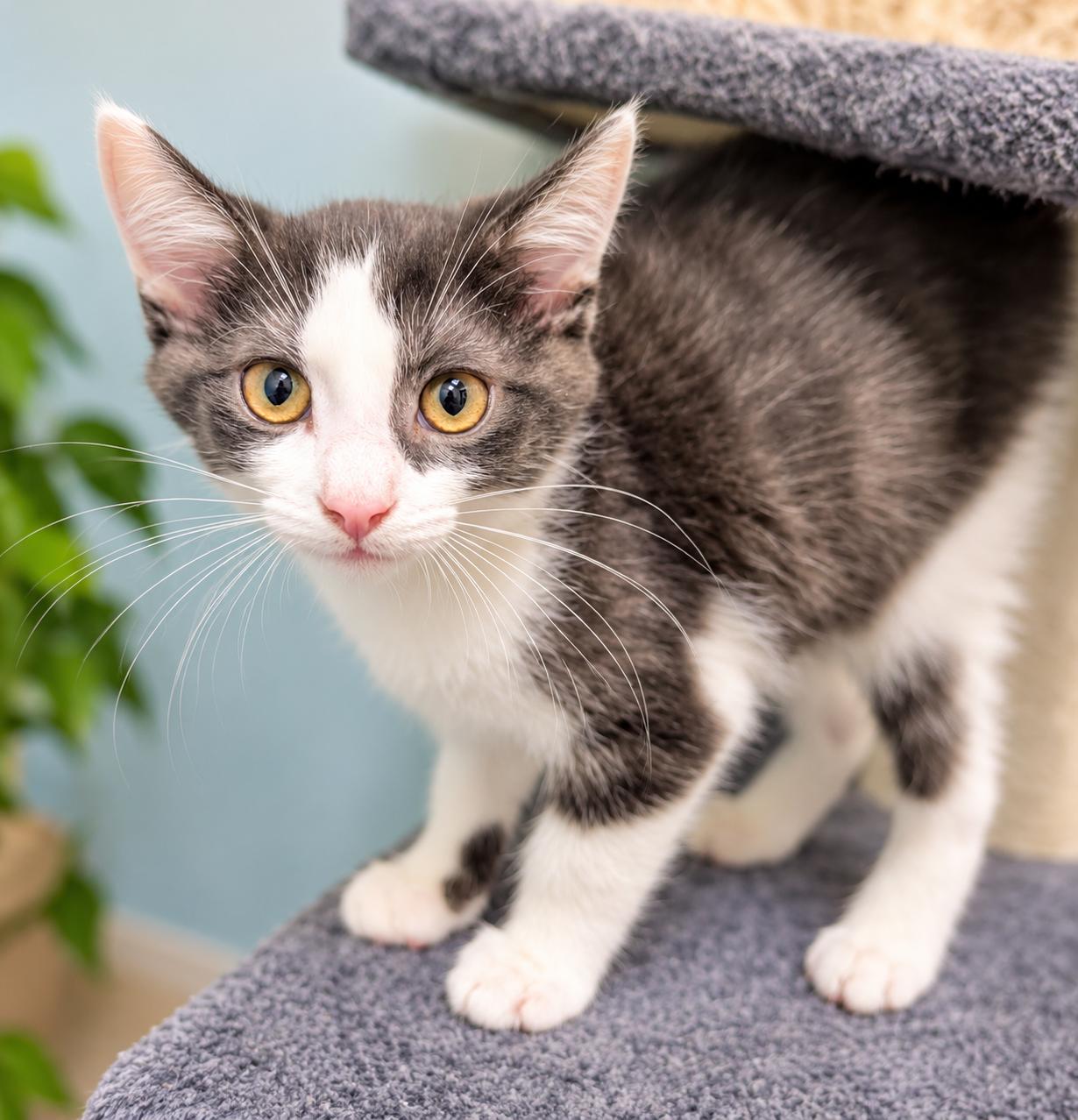 Johnny Due Process, ADOPTABLE, Young Male American Shorthair.
