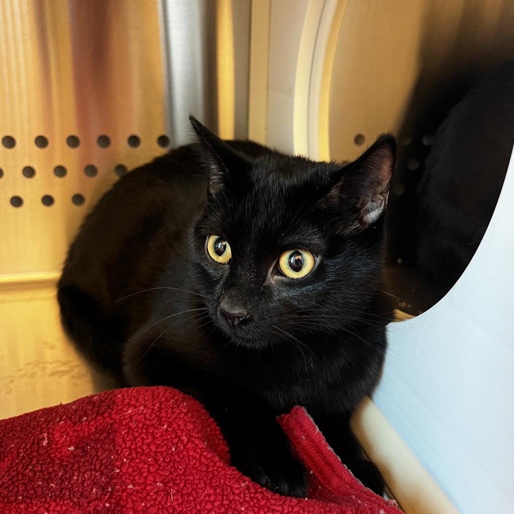 Enlarge Midday, a Adoptable Domestic Short Hair in Norman, OK image 1/1