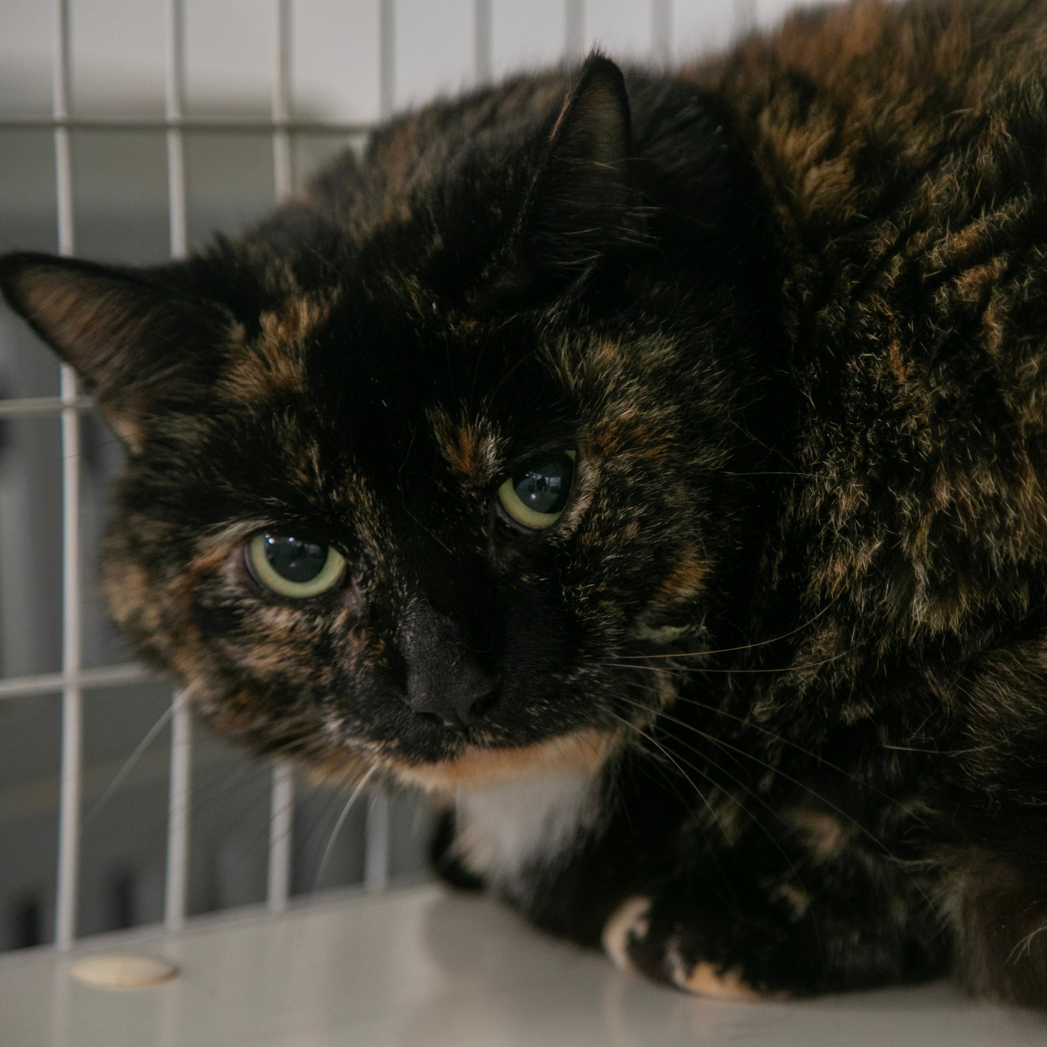 Enlarge Canyon, an adoptable Domestic Short Hair in Claremont, NH image 2/2