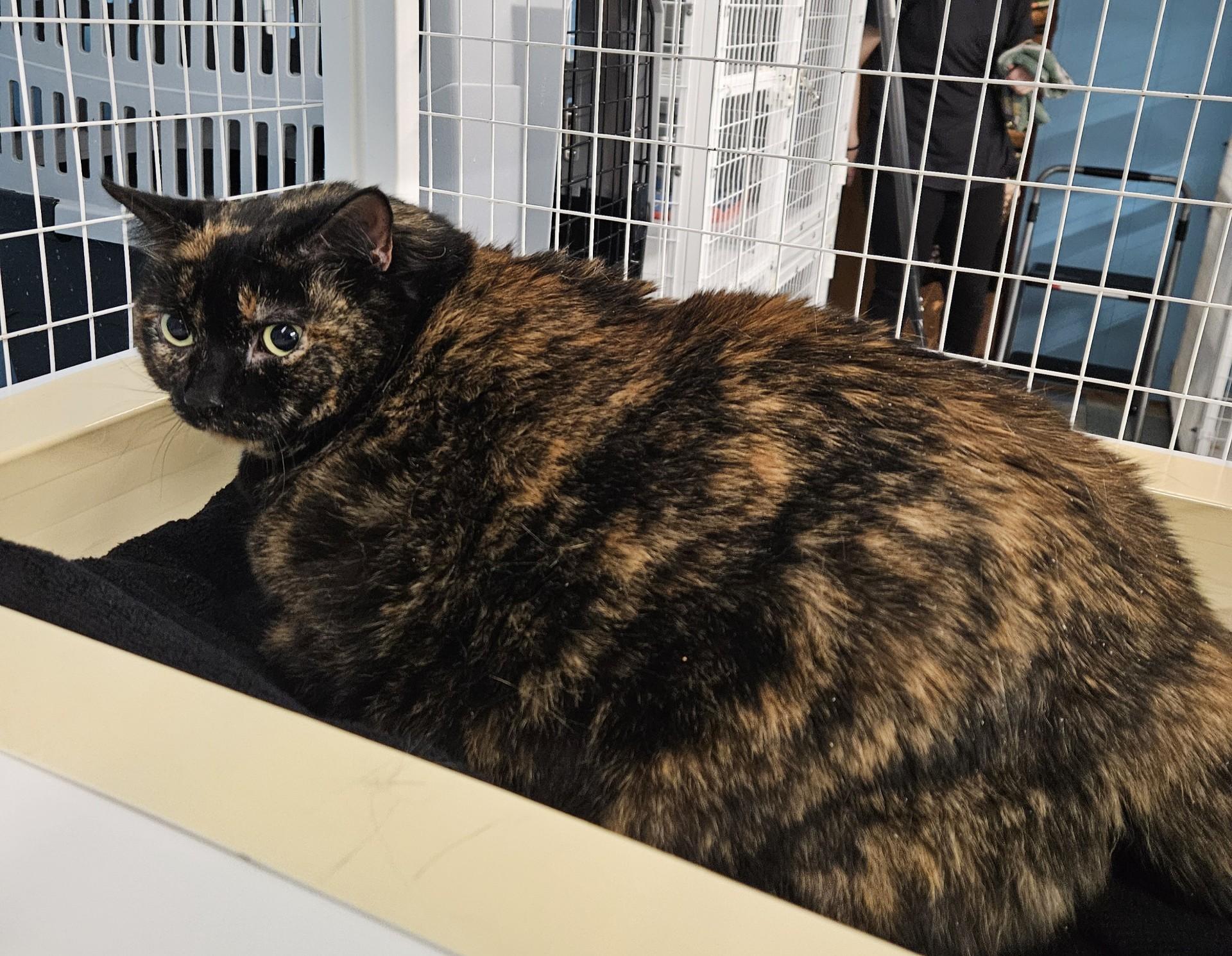 Enlarge Canyon, an adoptable Domestic Short Hair in Claremont, NH image 1/2